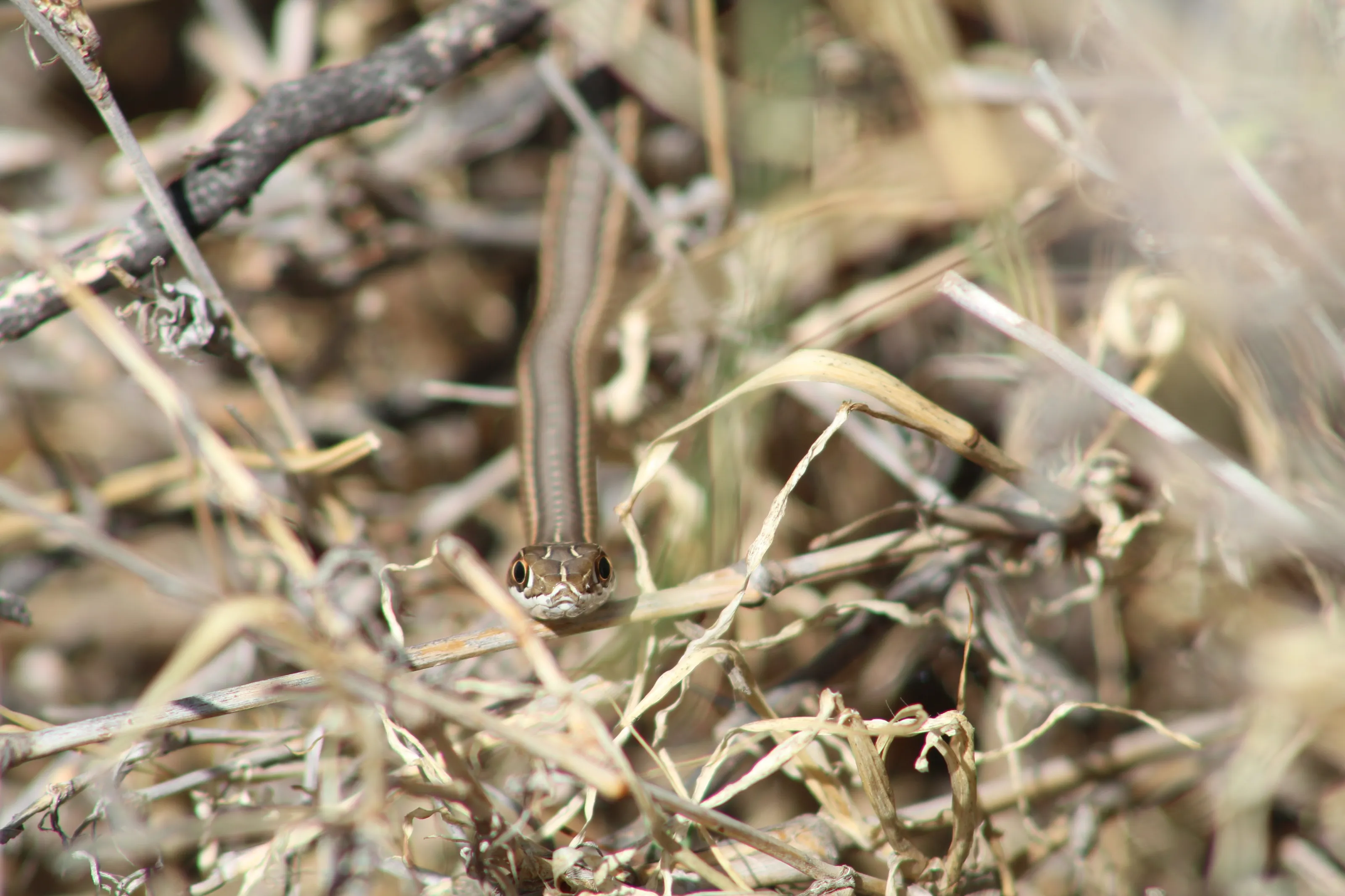 Snake