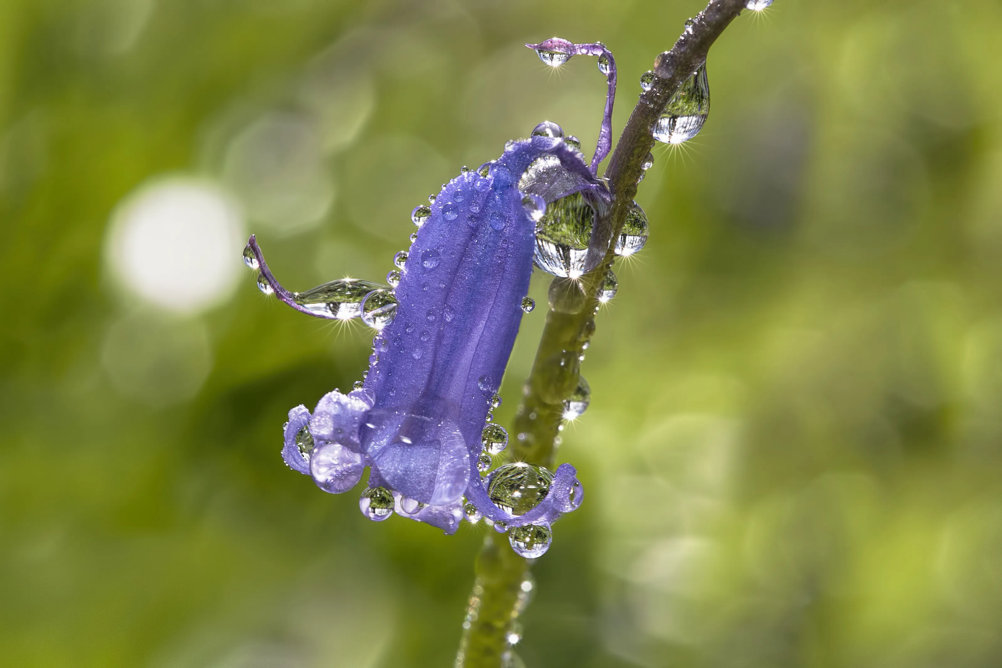 Bluebell Droplets