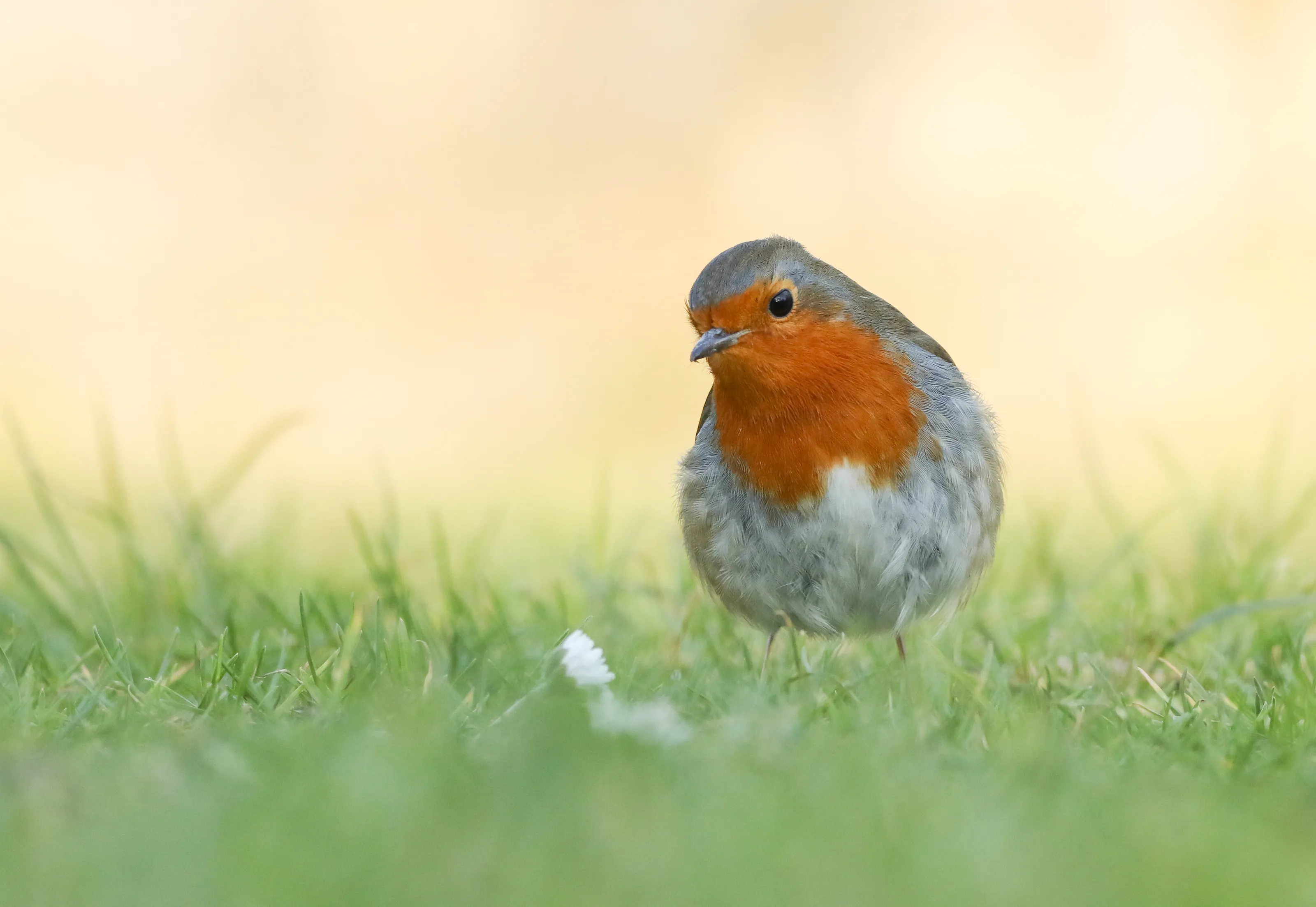 Fluffy Robin