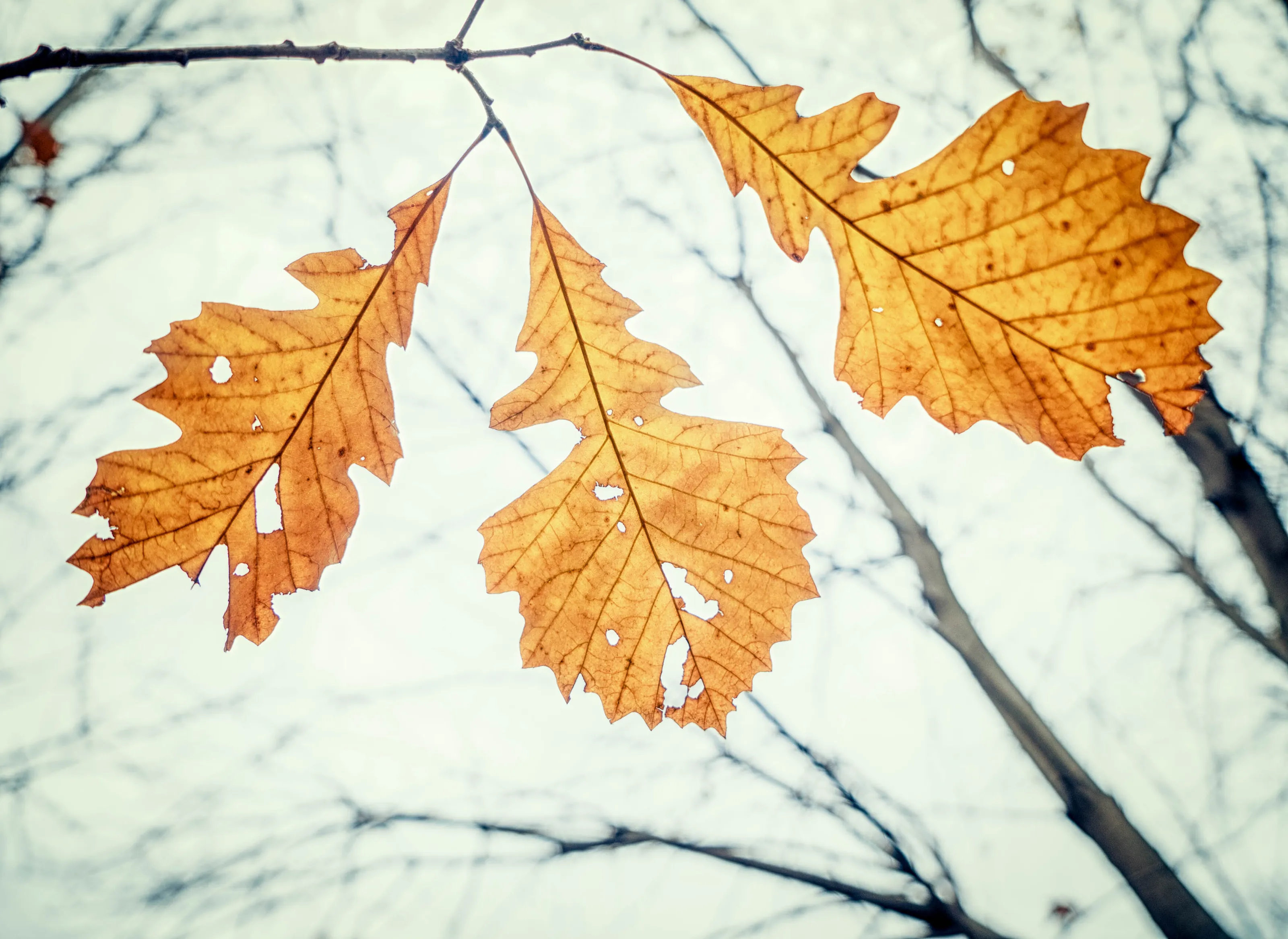 Autumn Vibe