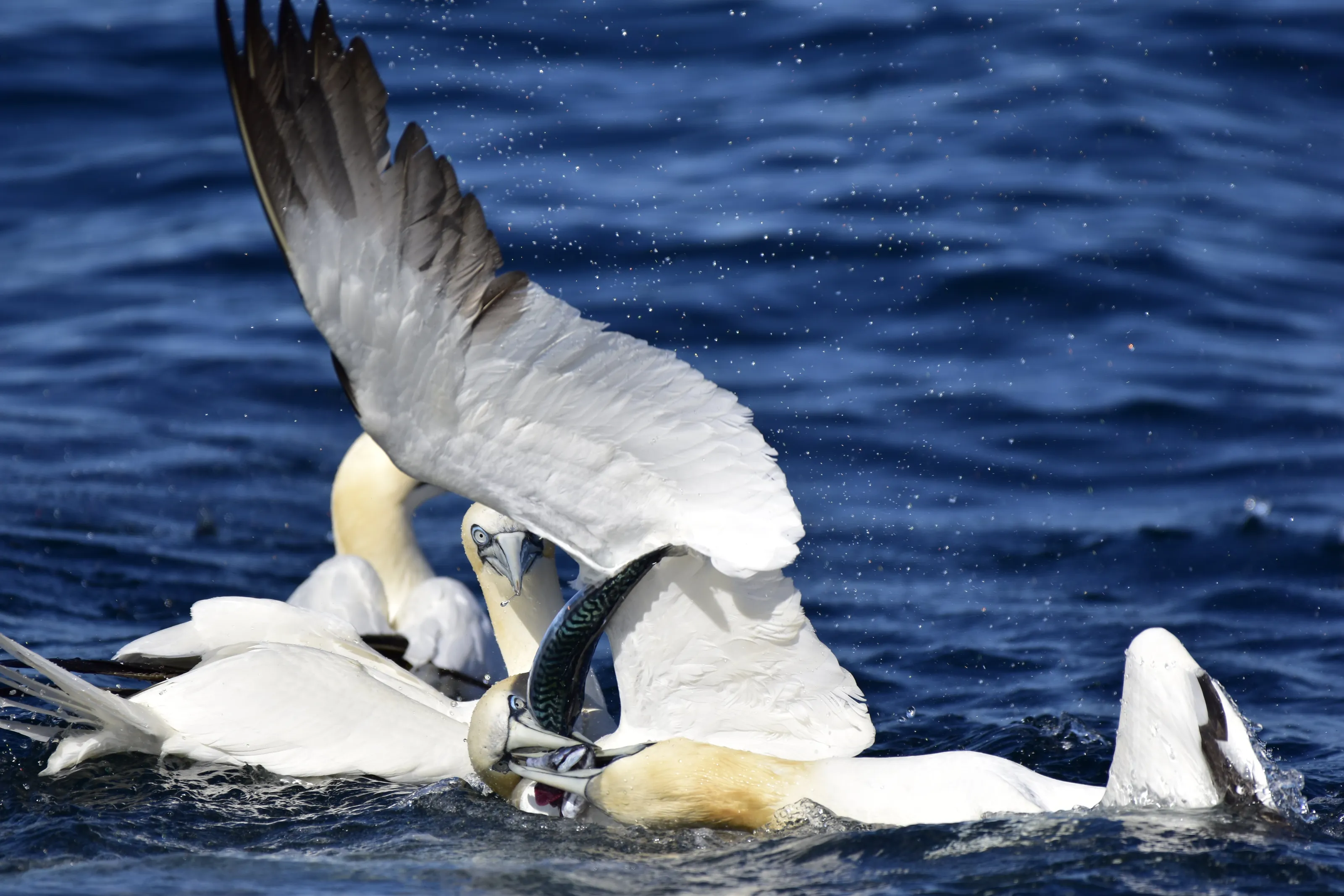 Gannet peek-a-boo