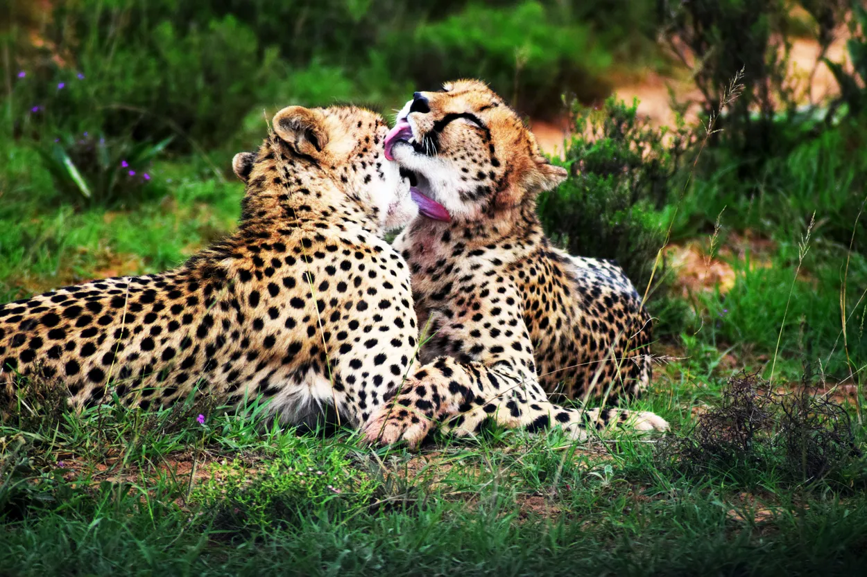 Entry 1839723