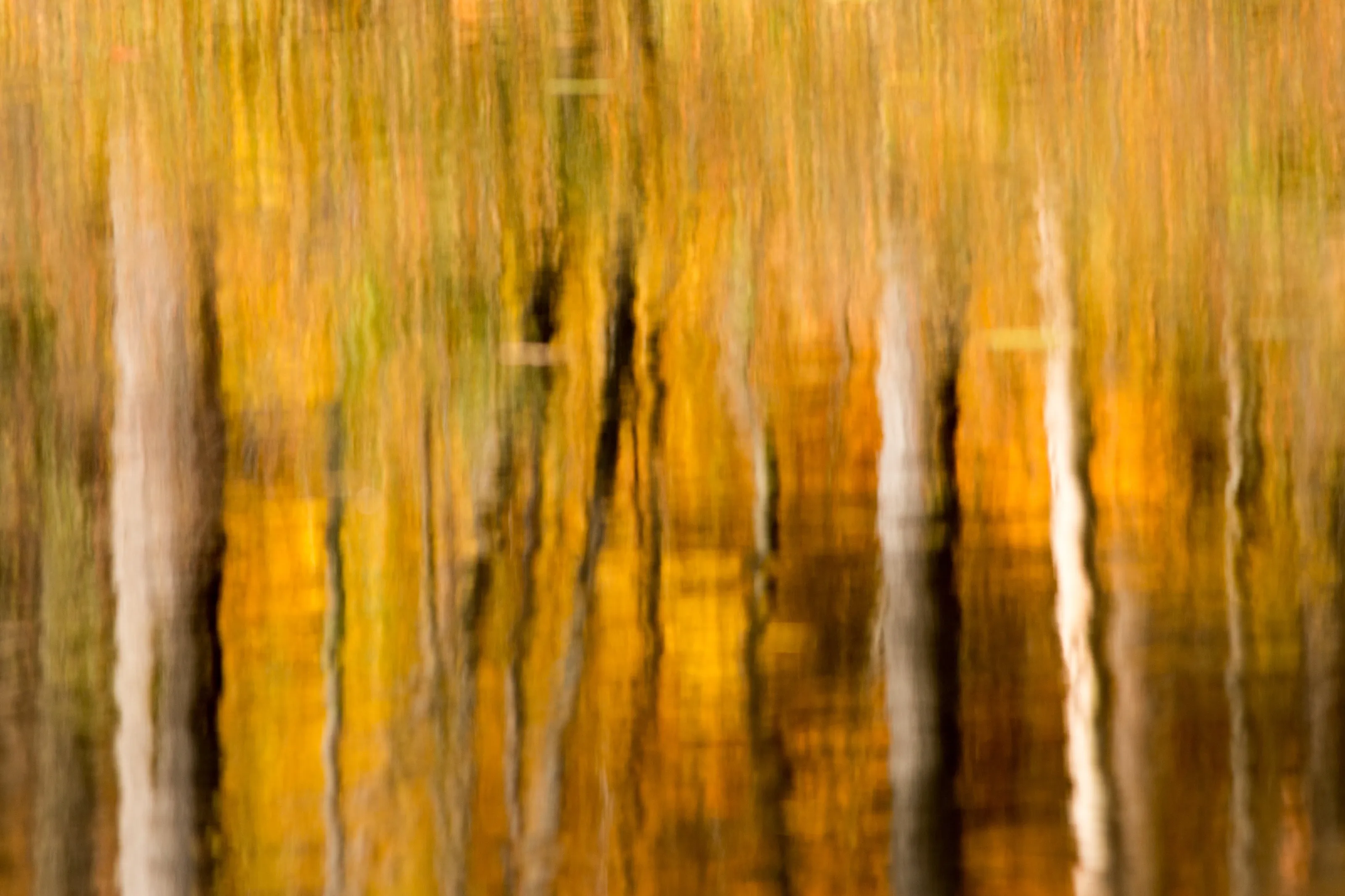 Fall is a gift of colour