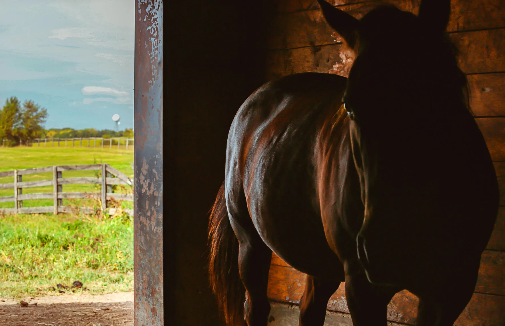 Stall Horse