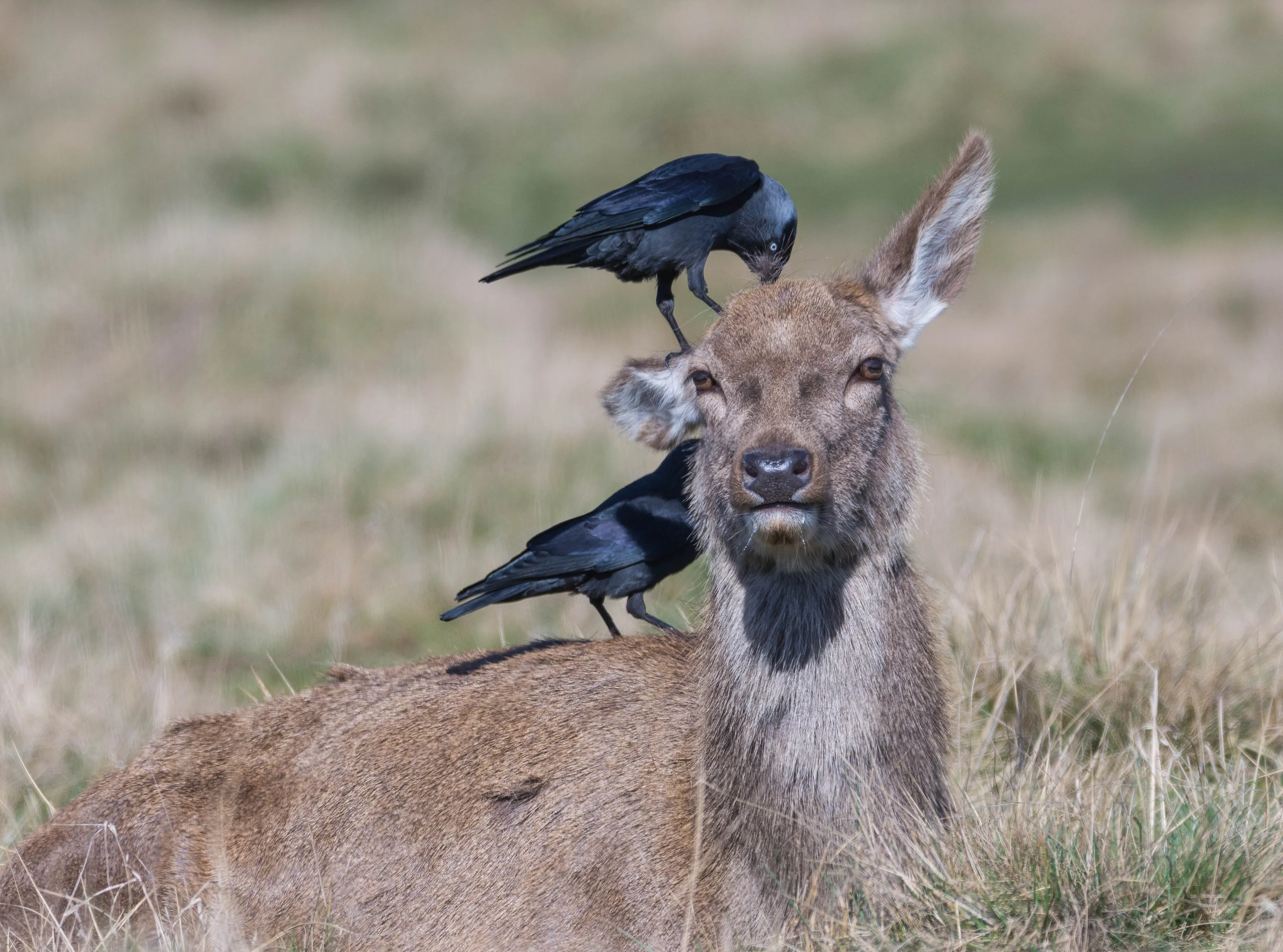 Crows Preening Dear