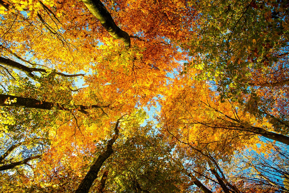 Autumn mosaic