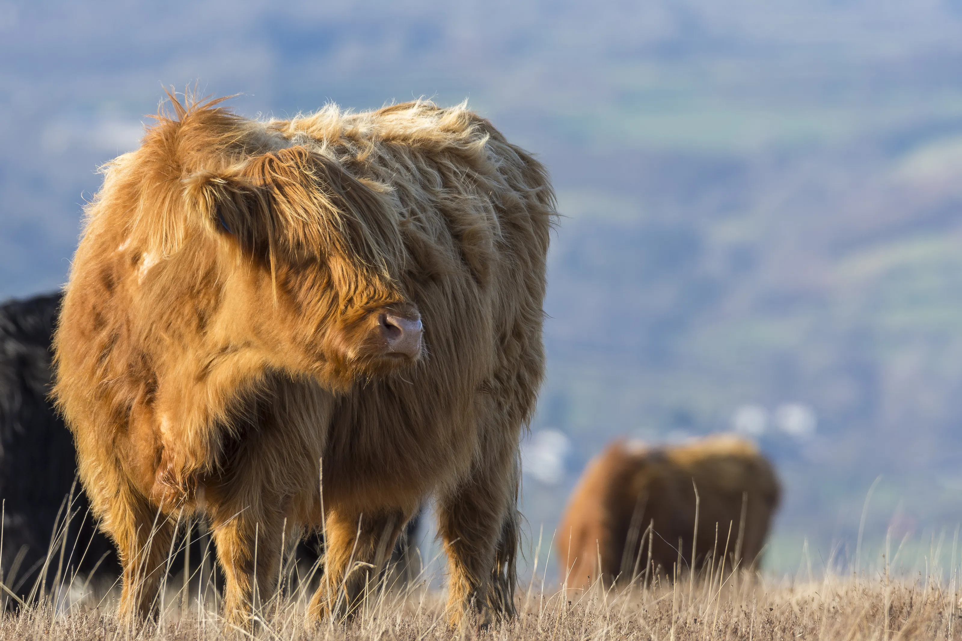 Fluffy Giants