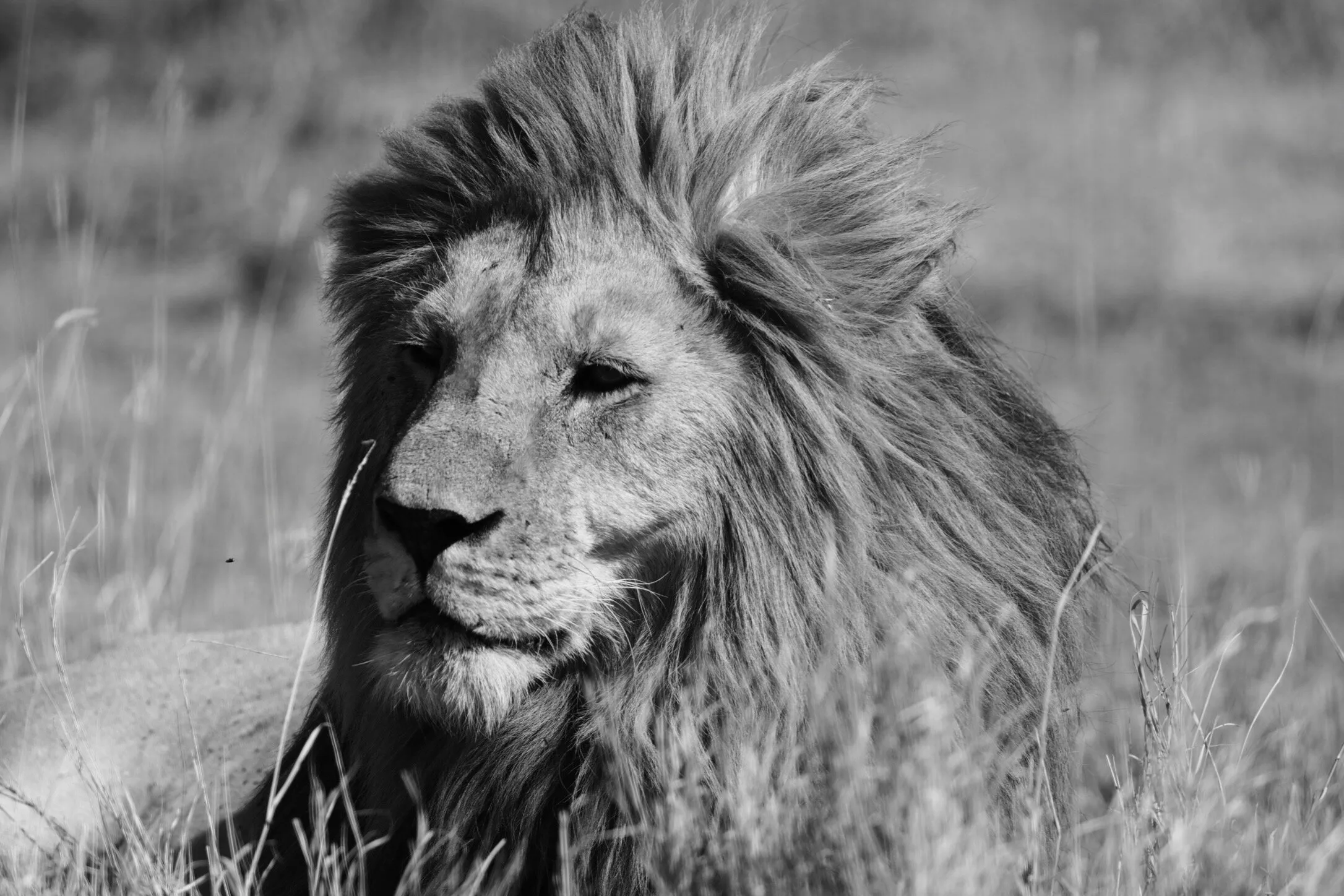 King of the savannah