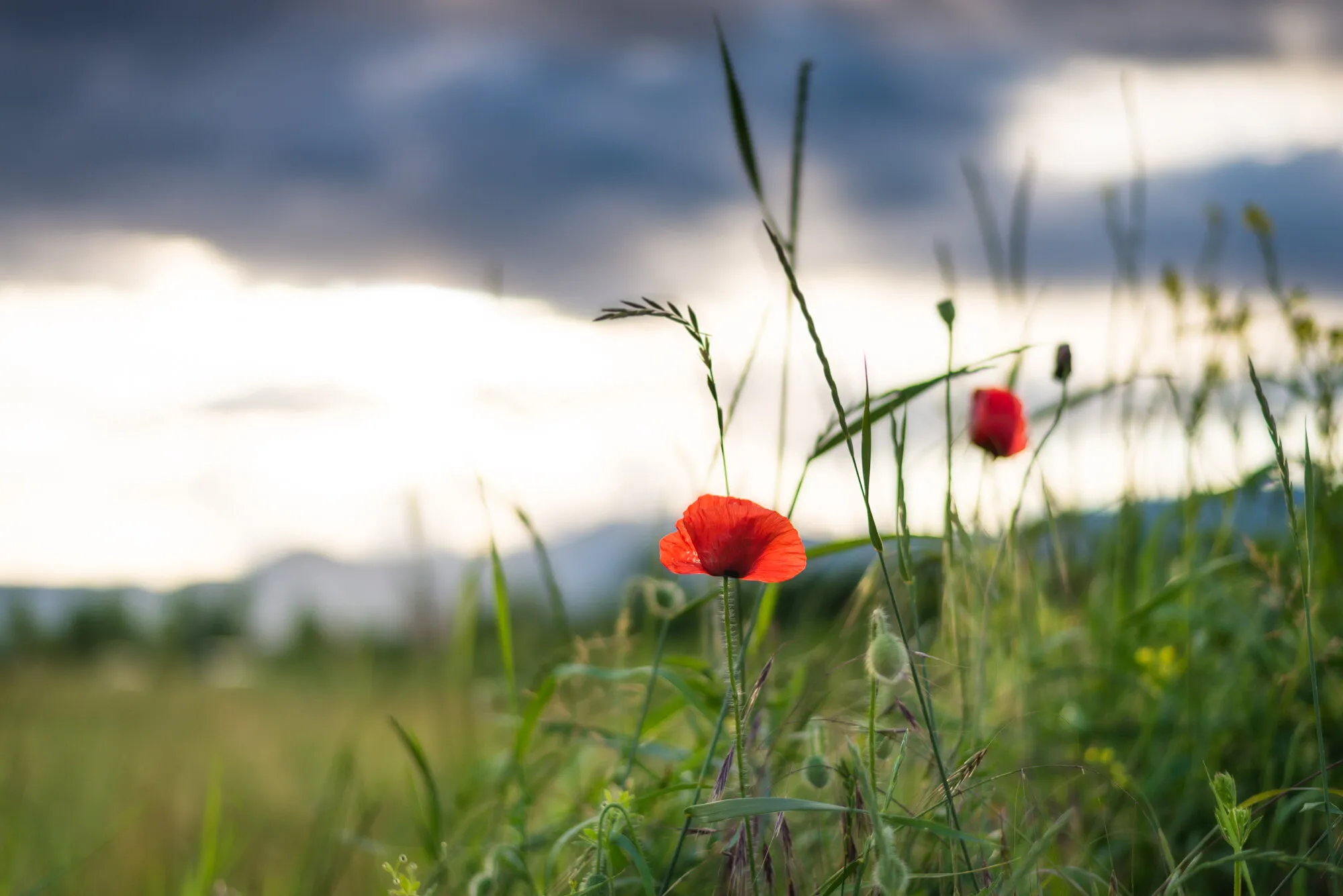 Evening poppy