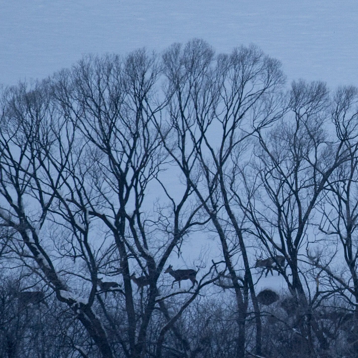 Through the trees
