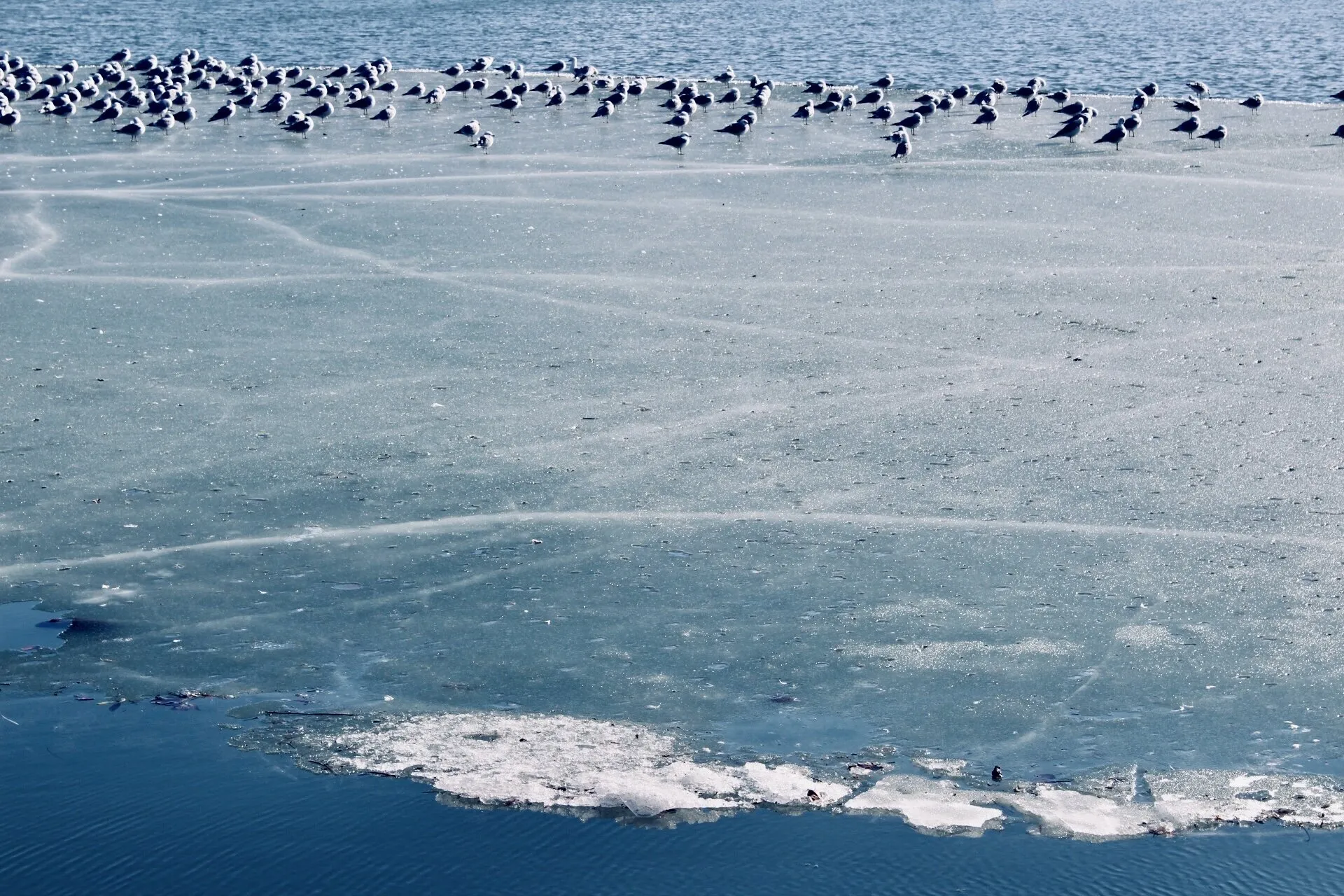 Seagulls on Ice