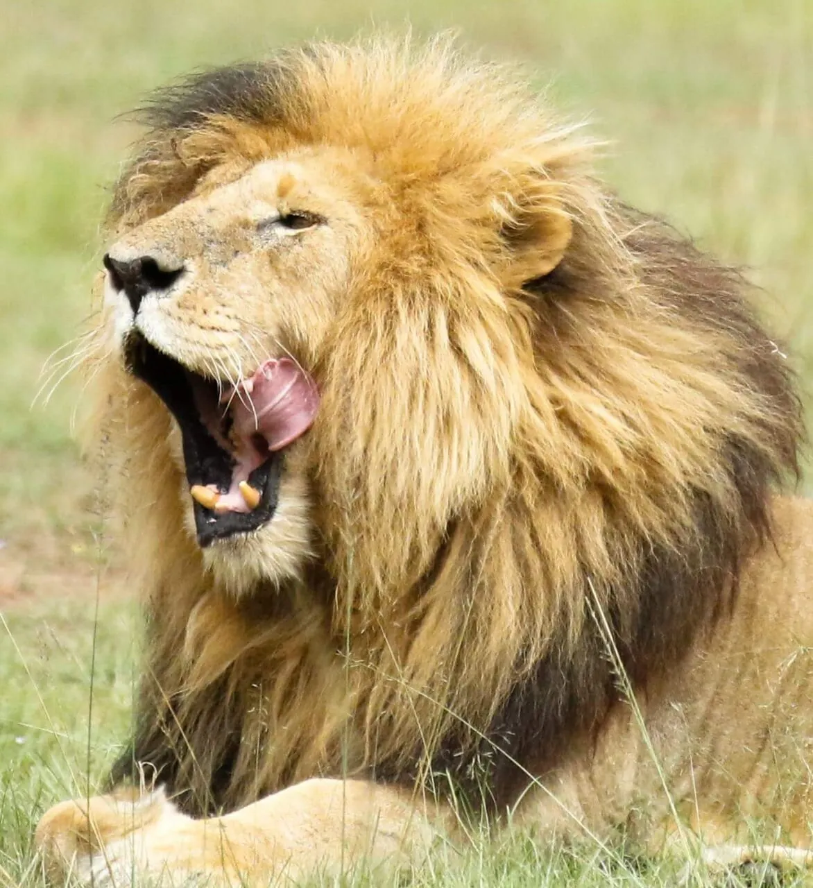 King of Masai Mara