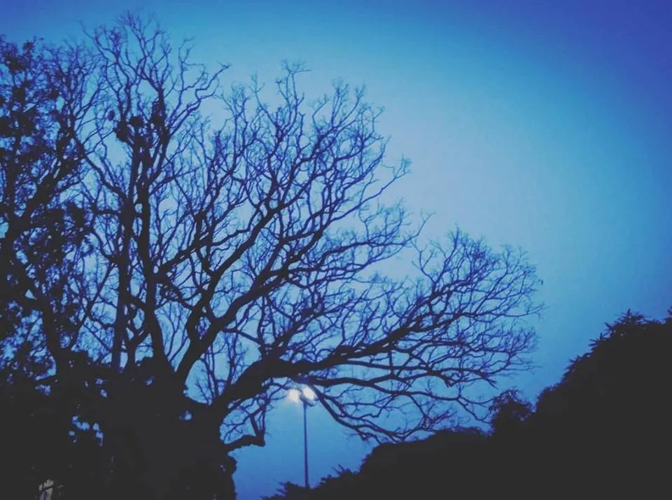 Tree in the middle of blue sky