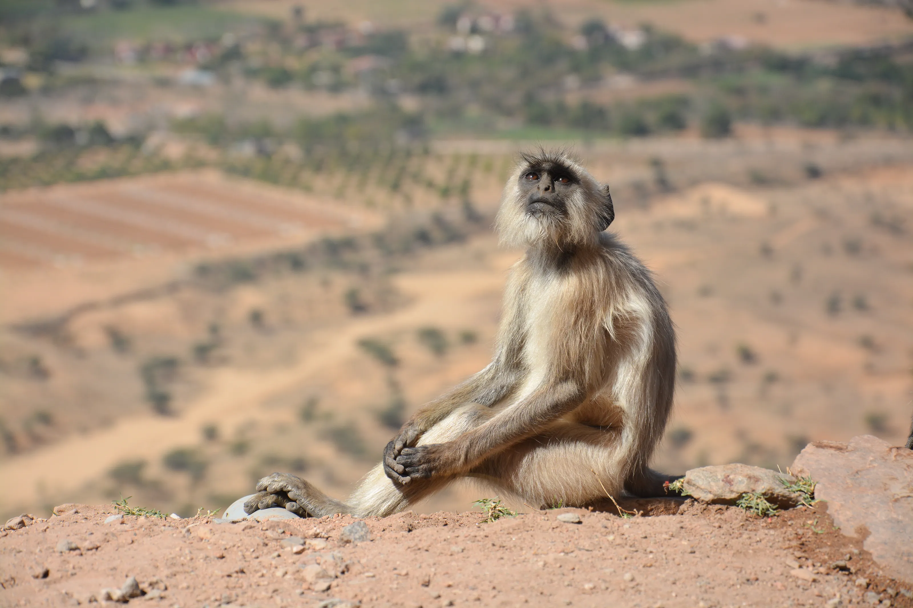 Peaceful Monkey