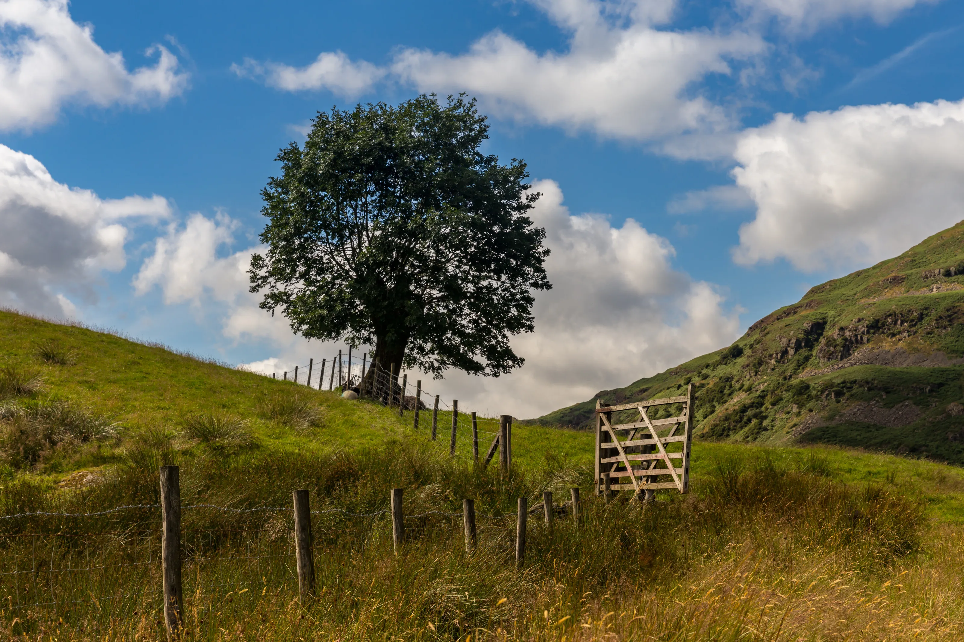 Lone Tree