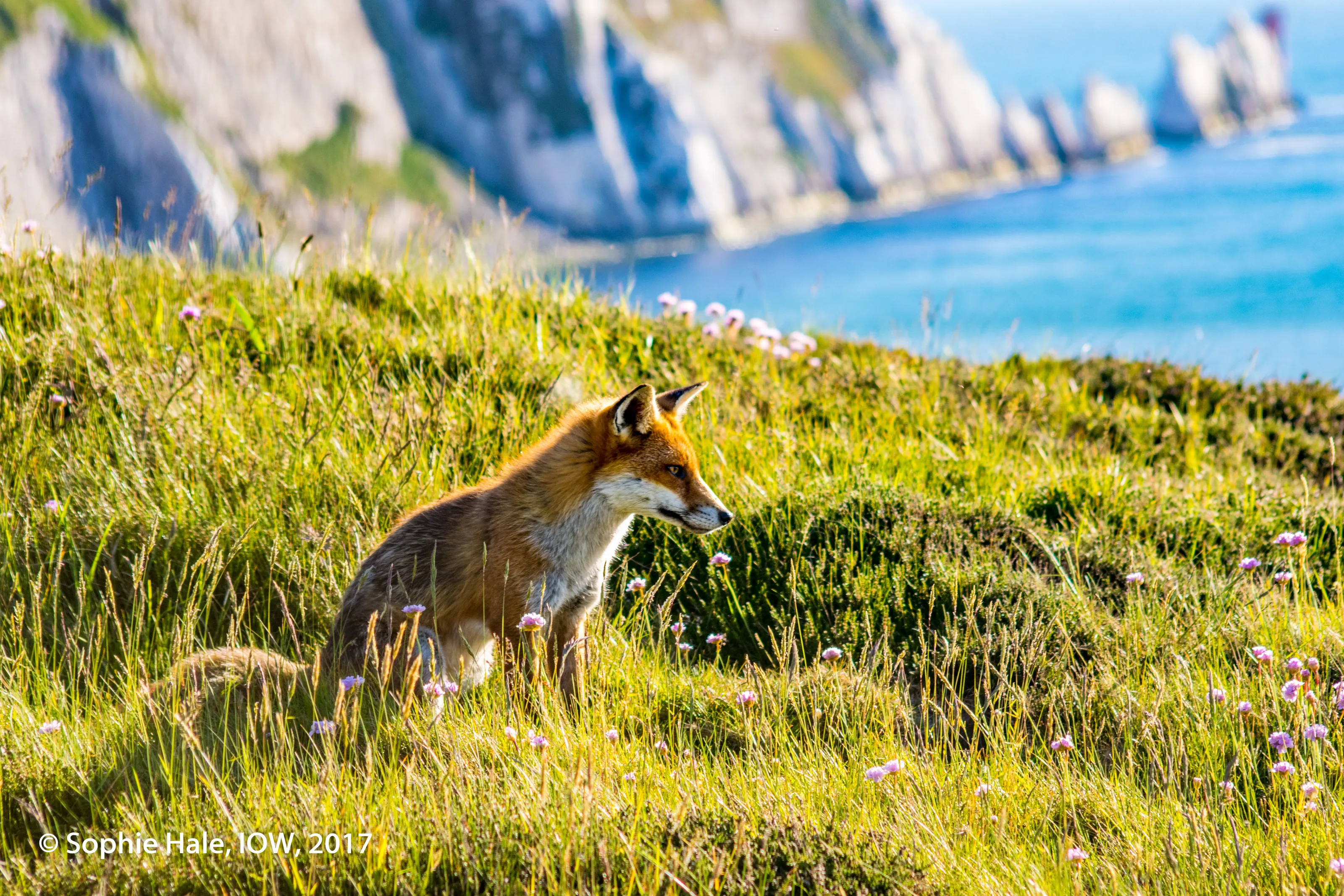 Red Fox on Cliff Top