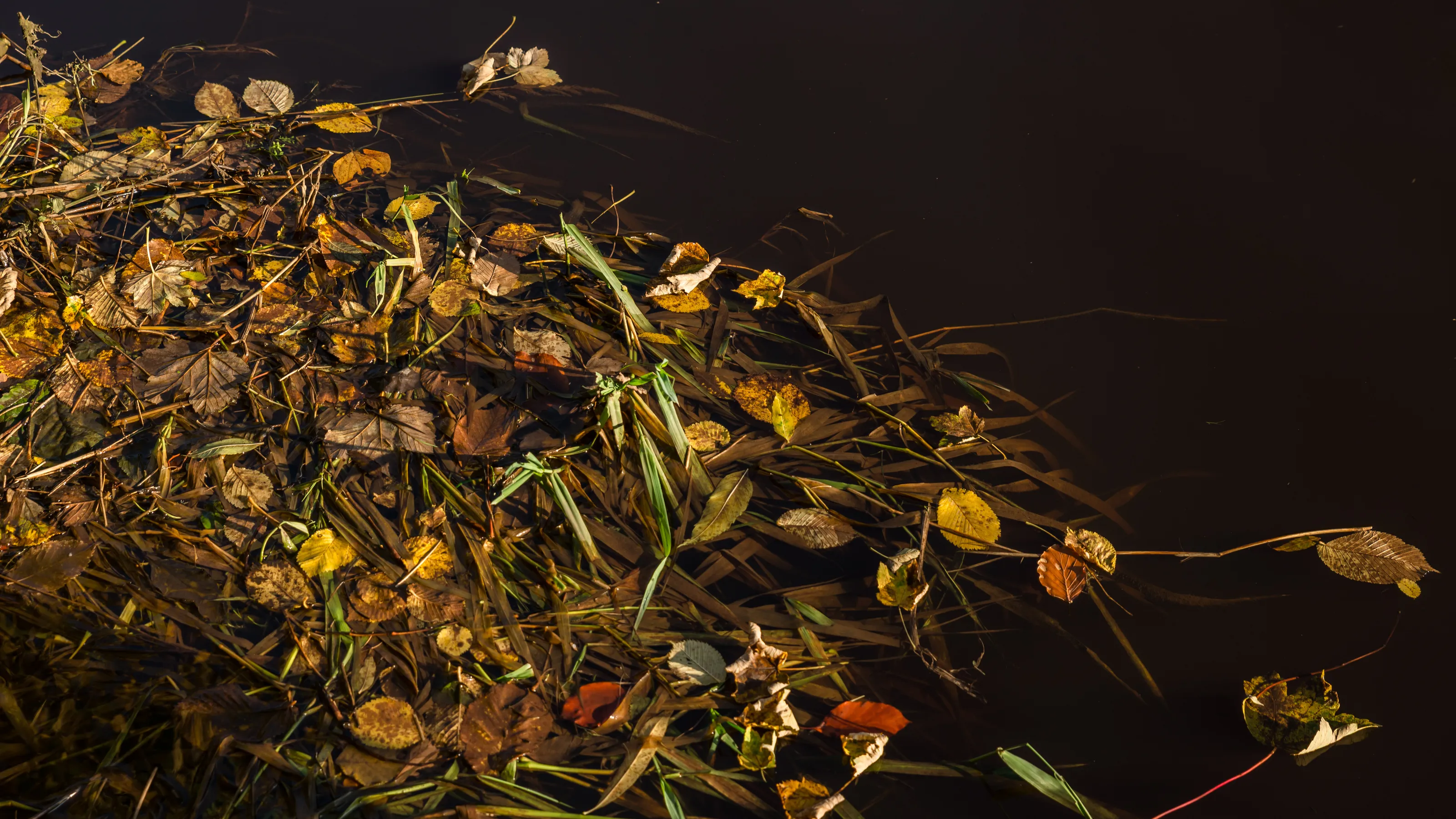 The Fallen