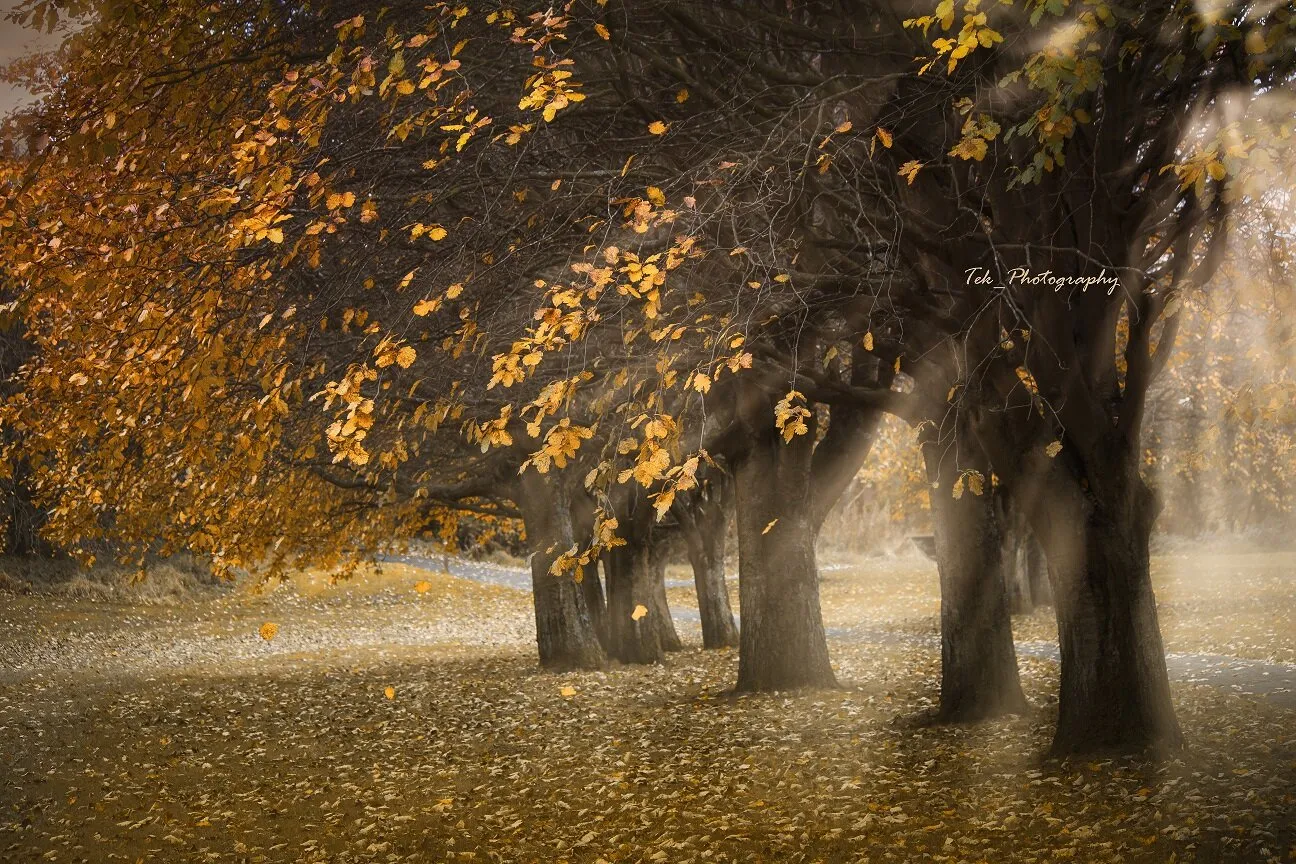 The Magic of Autumn