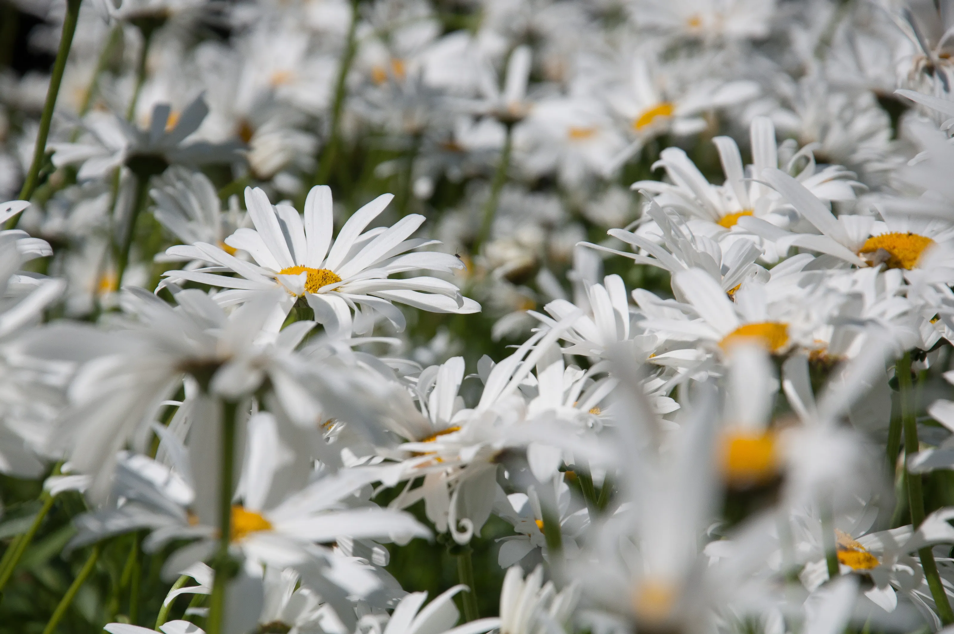 White daisies at Hardwick Hall