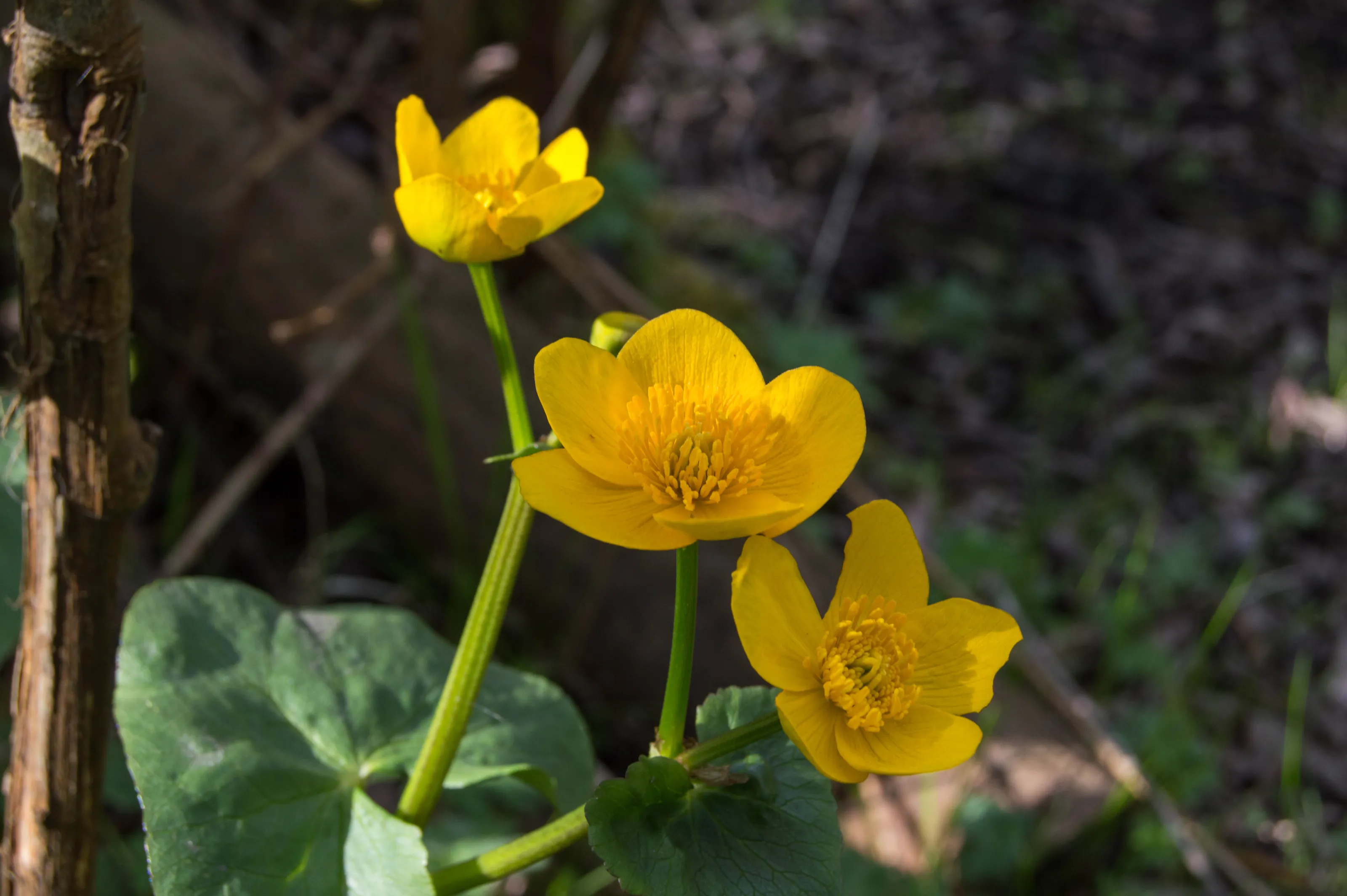Buttercup