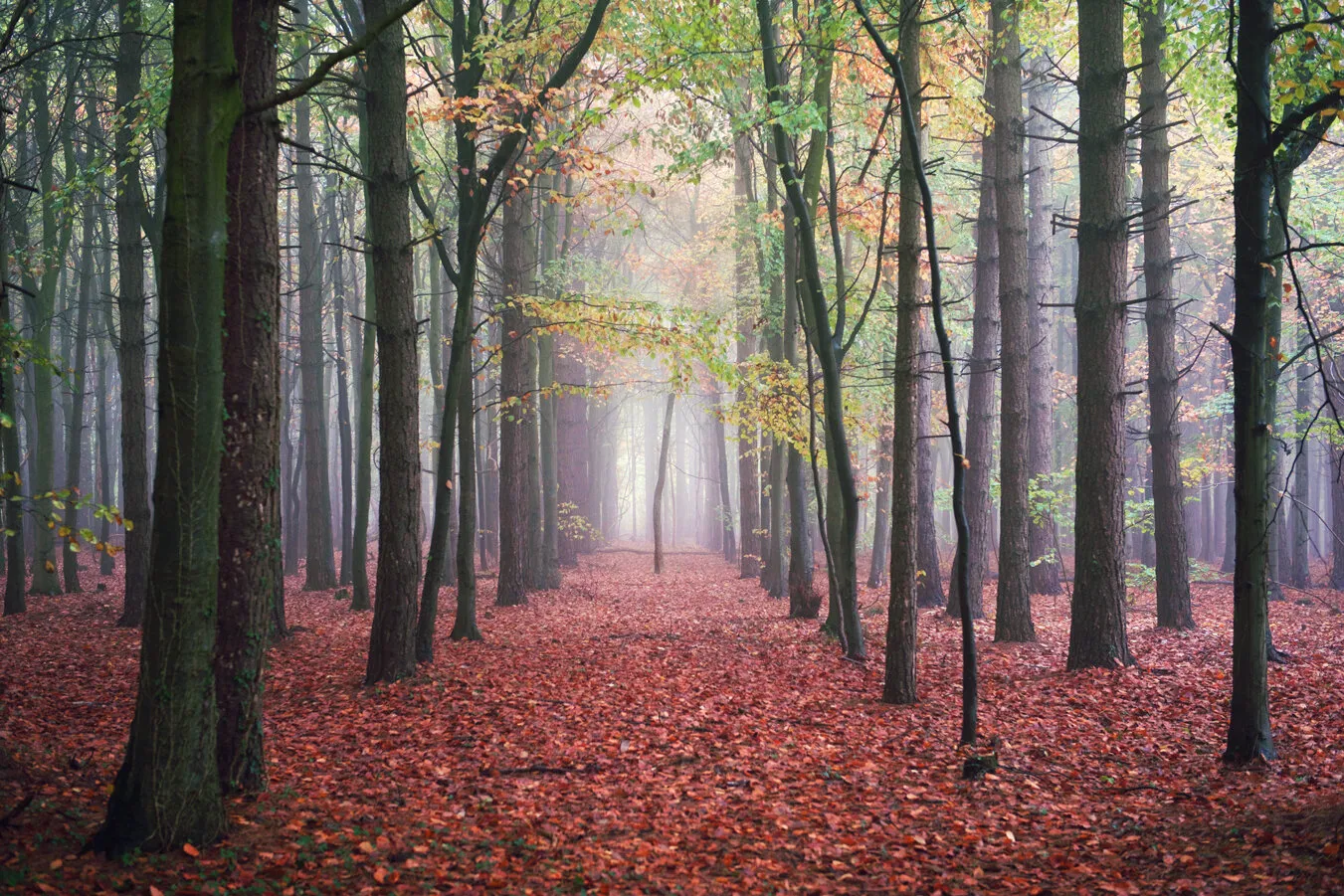 Misty morning