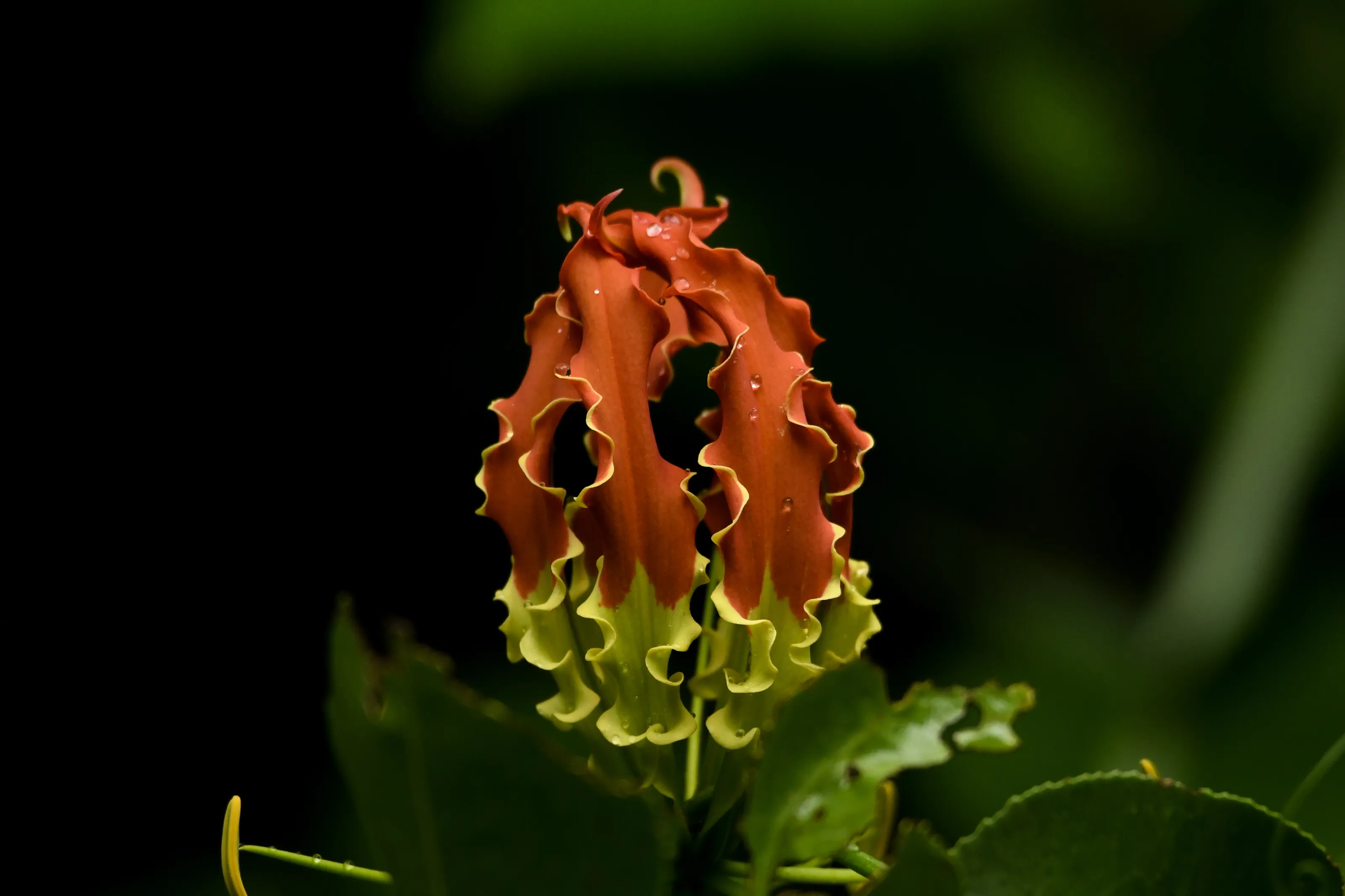 The Colourful  Flower