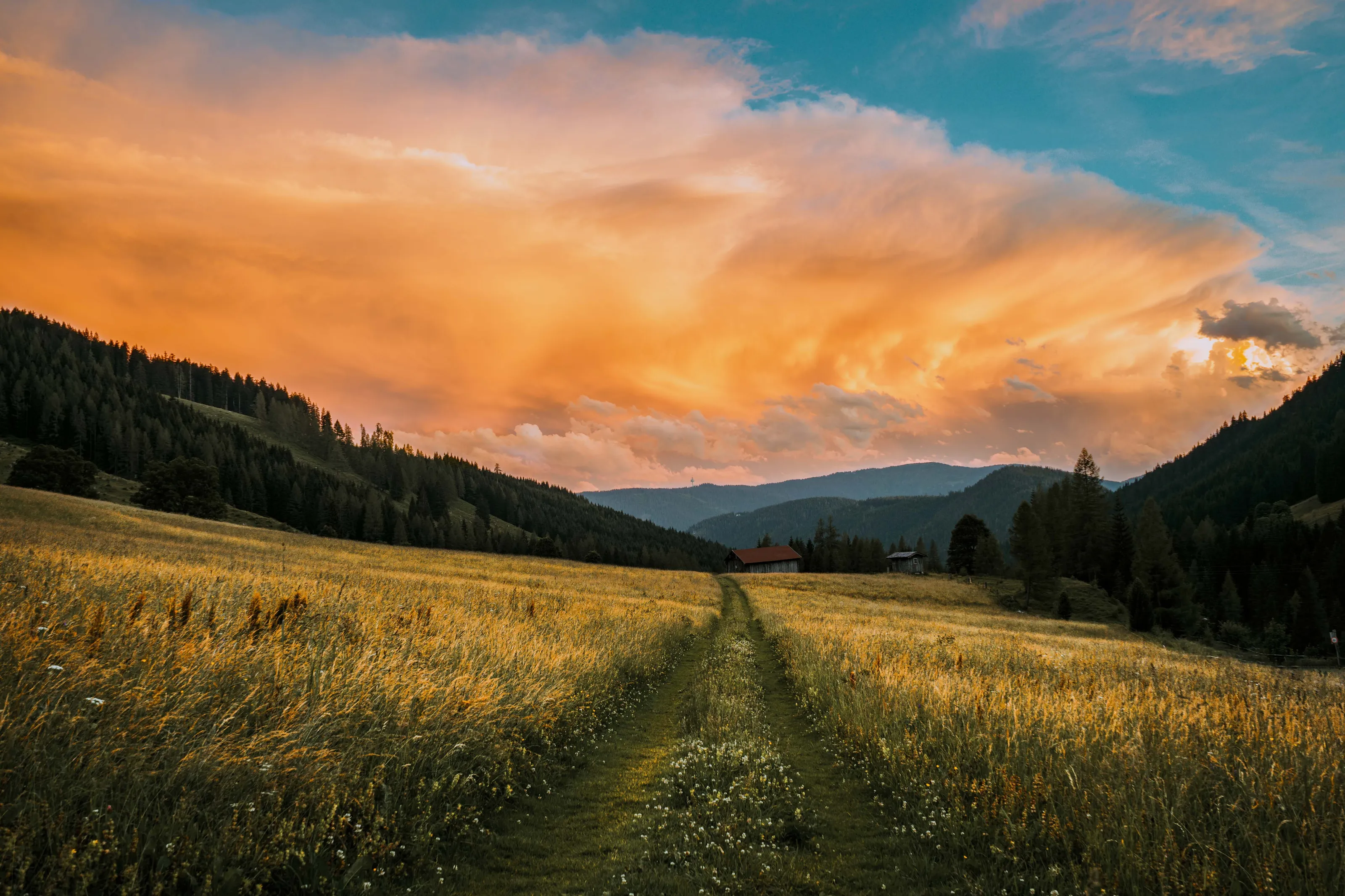 fields of gold
