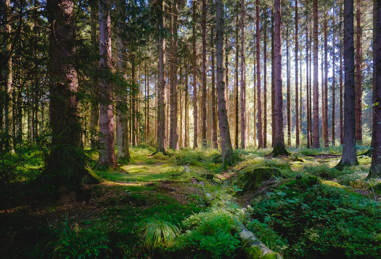 Forest light