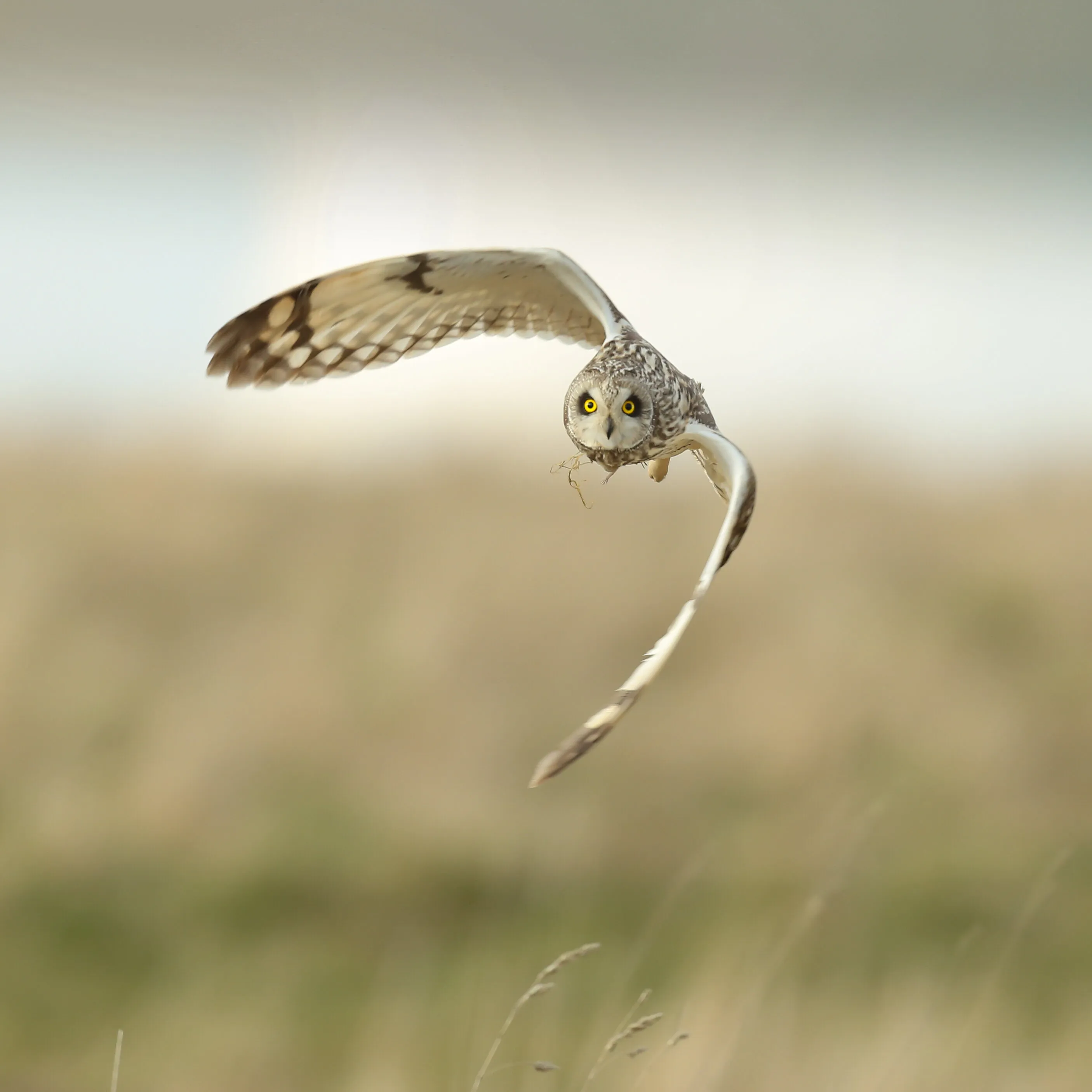 Short eared owl