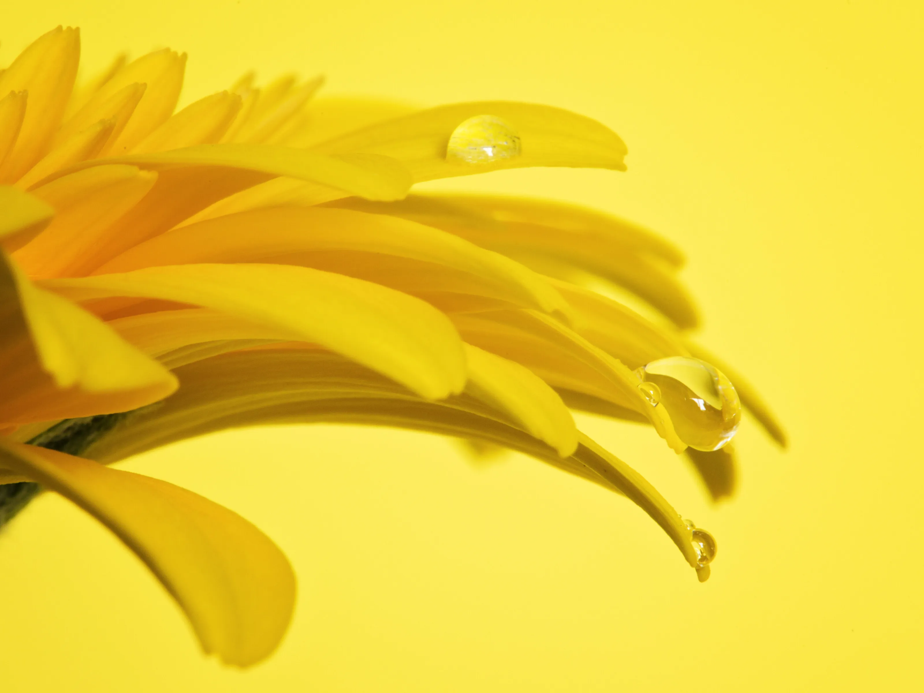 Drops in yellow