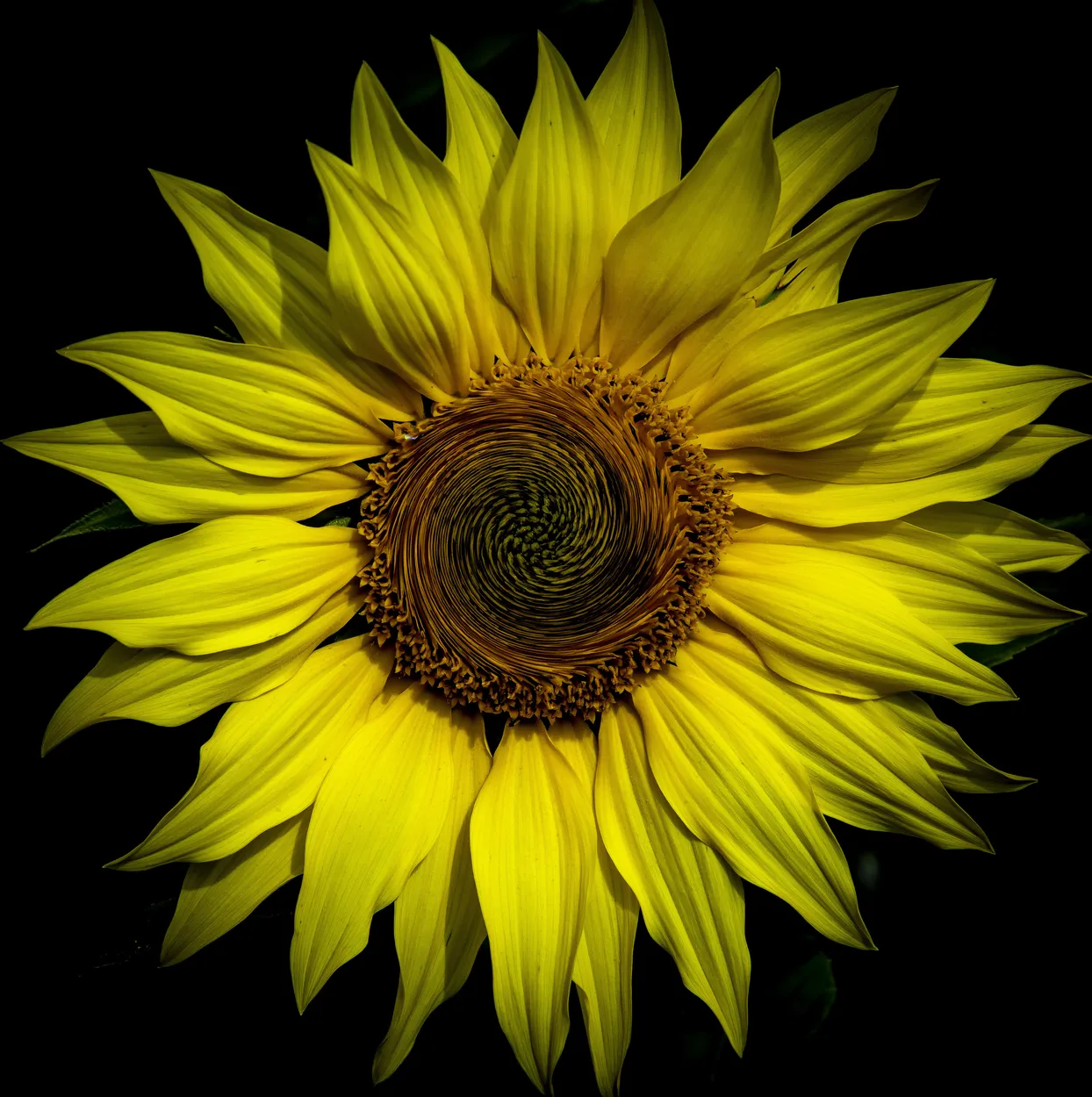 Entry 1866373