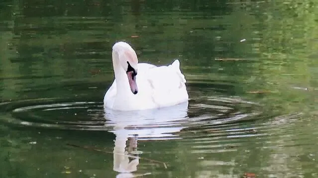 Swan at Stowe House & Gardens