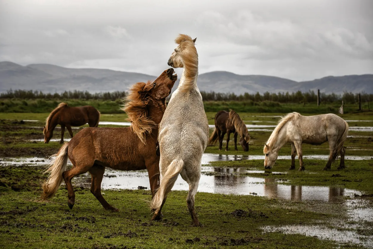 Entry 1869888