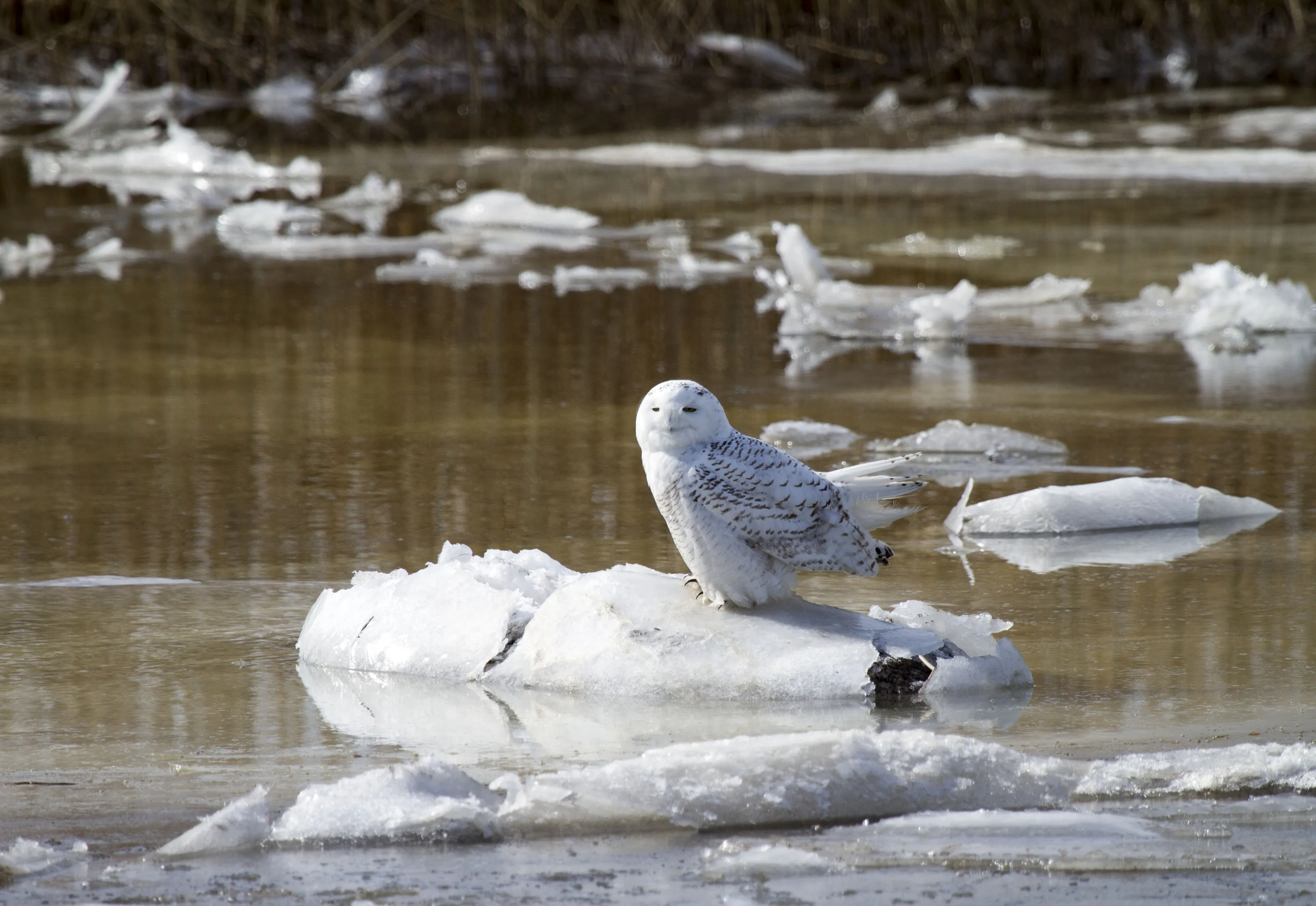 Snowy White Owl