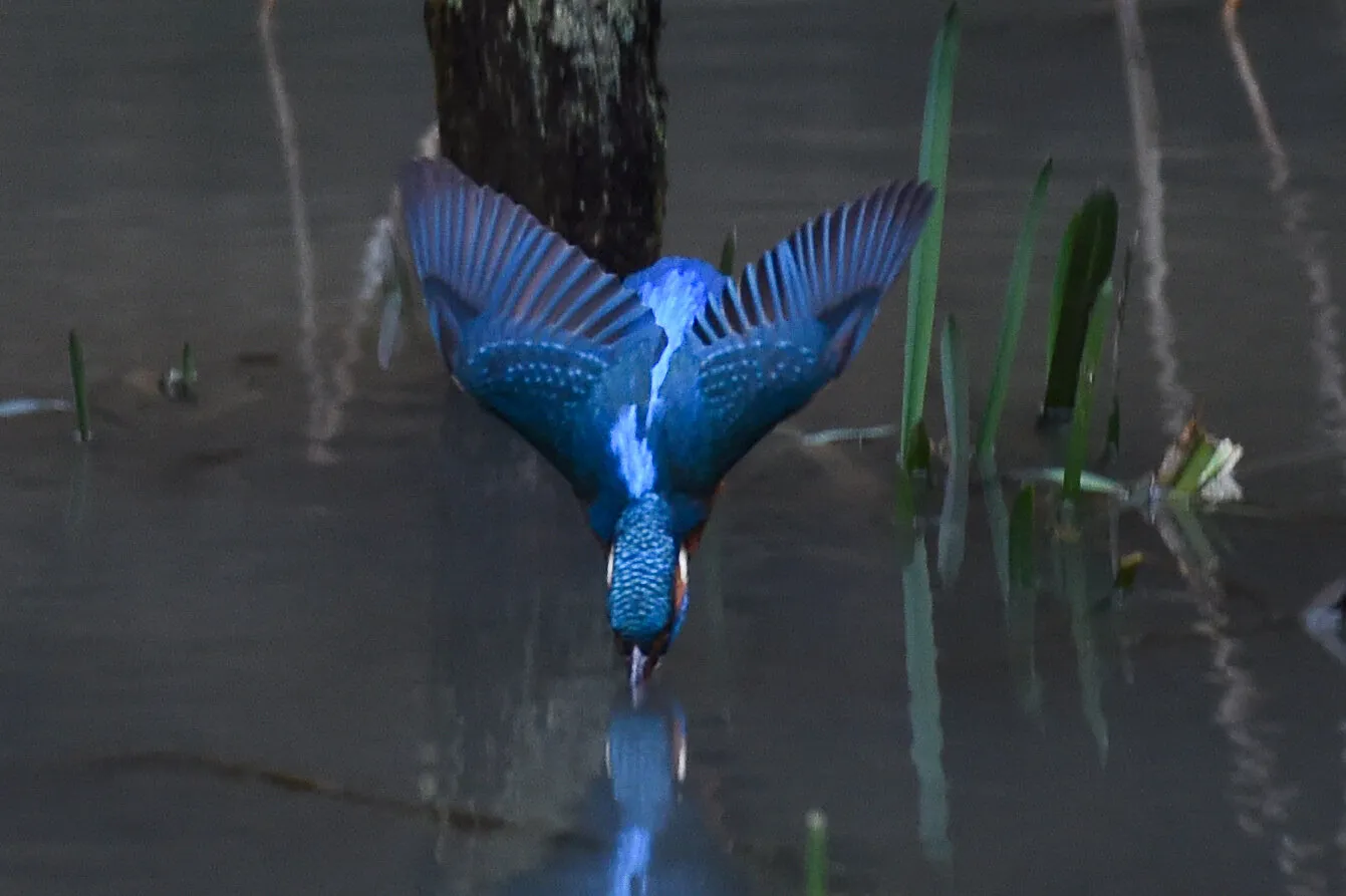 Kingfisher