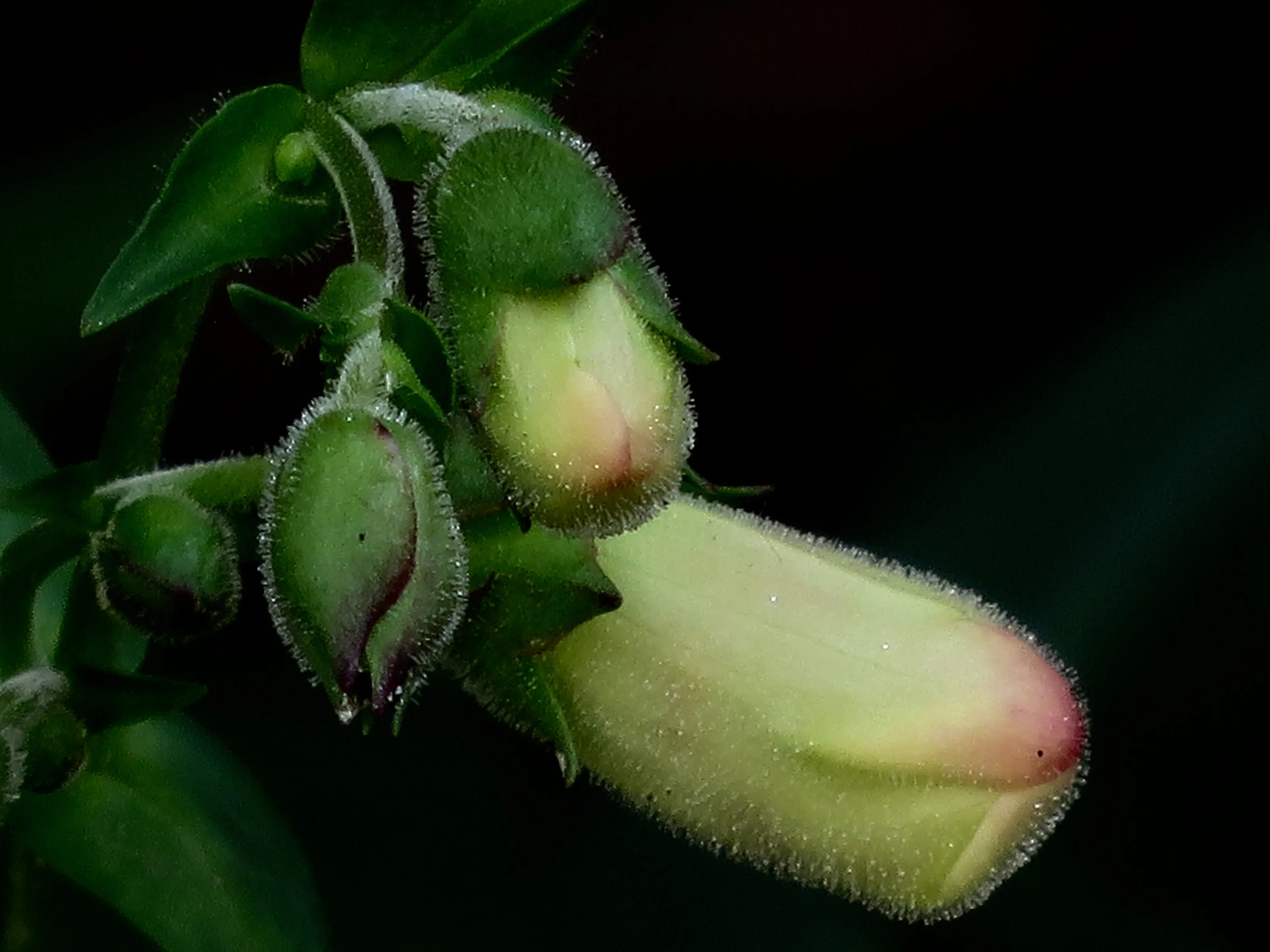 Flower buds