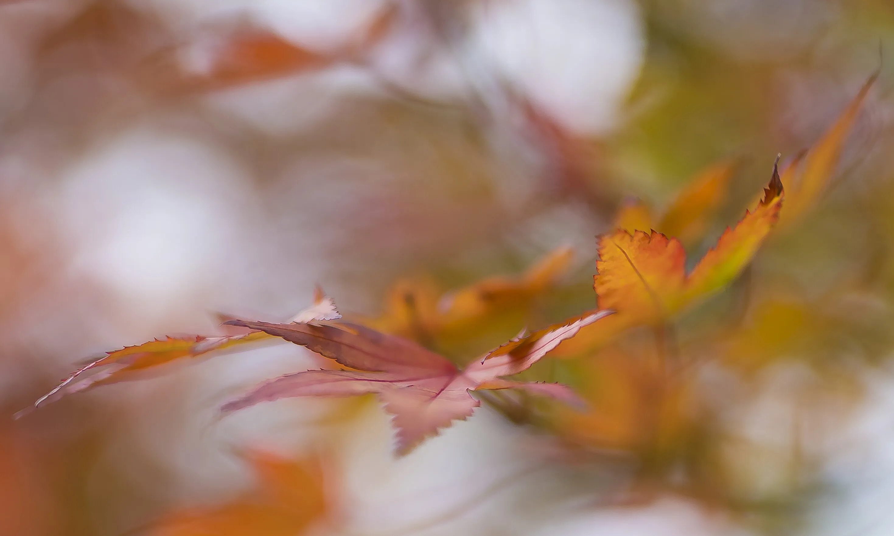 autumn leaves