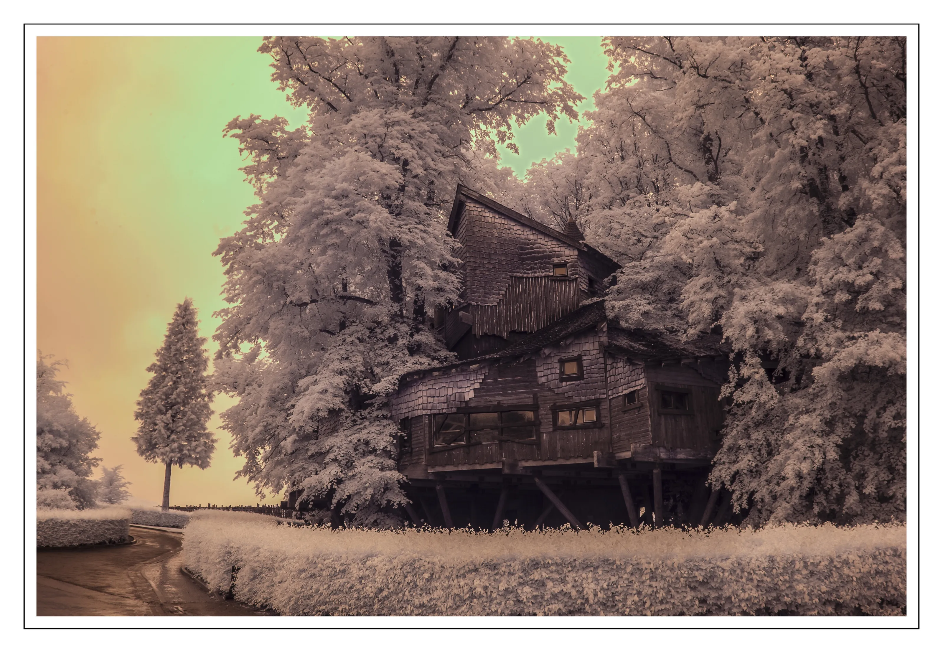 TREE HOUSE