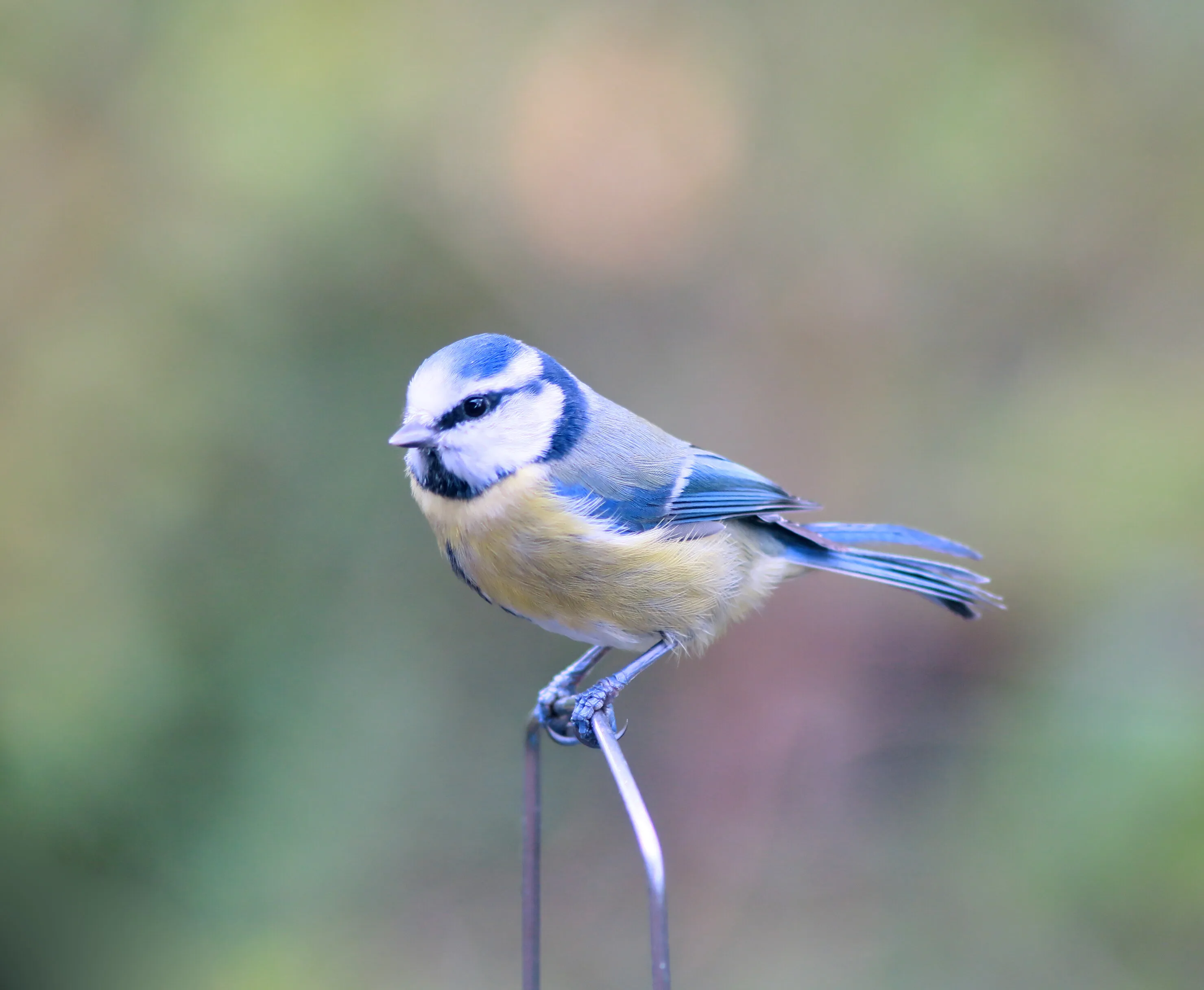 bluetit