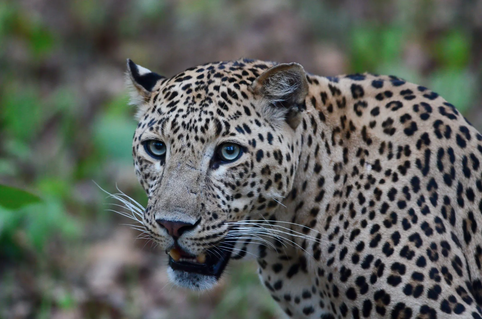Beauty and Ferociousness