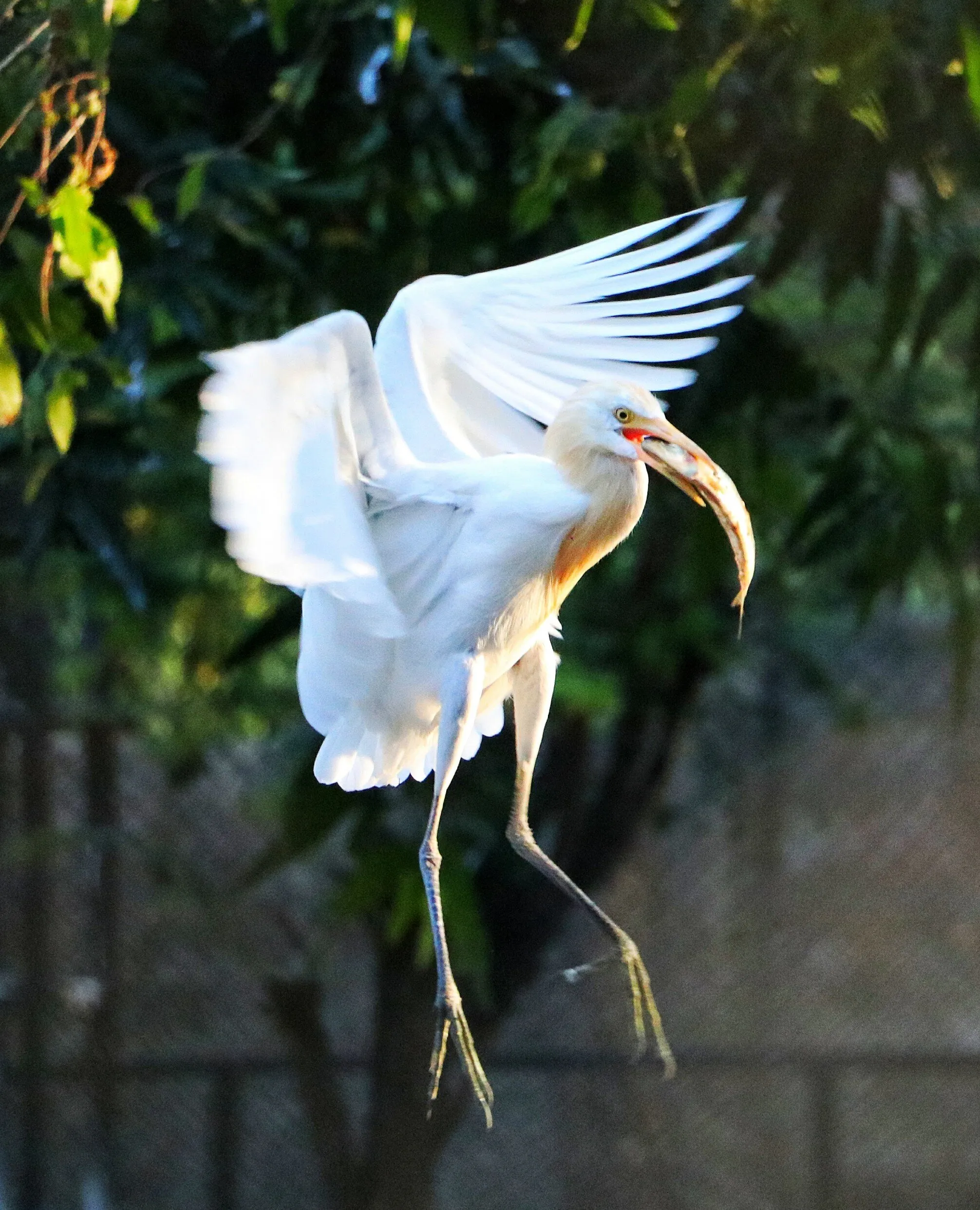 Bird fetching the fish