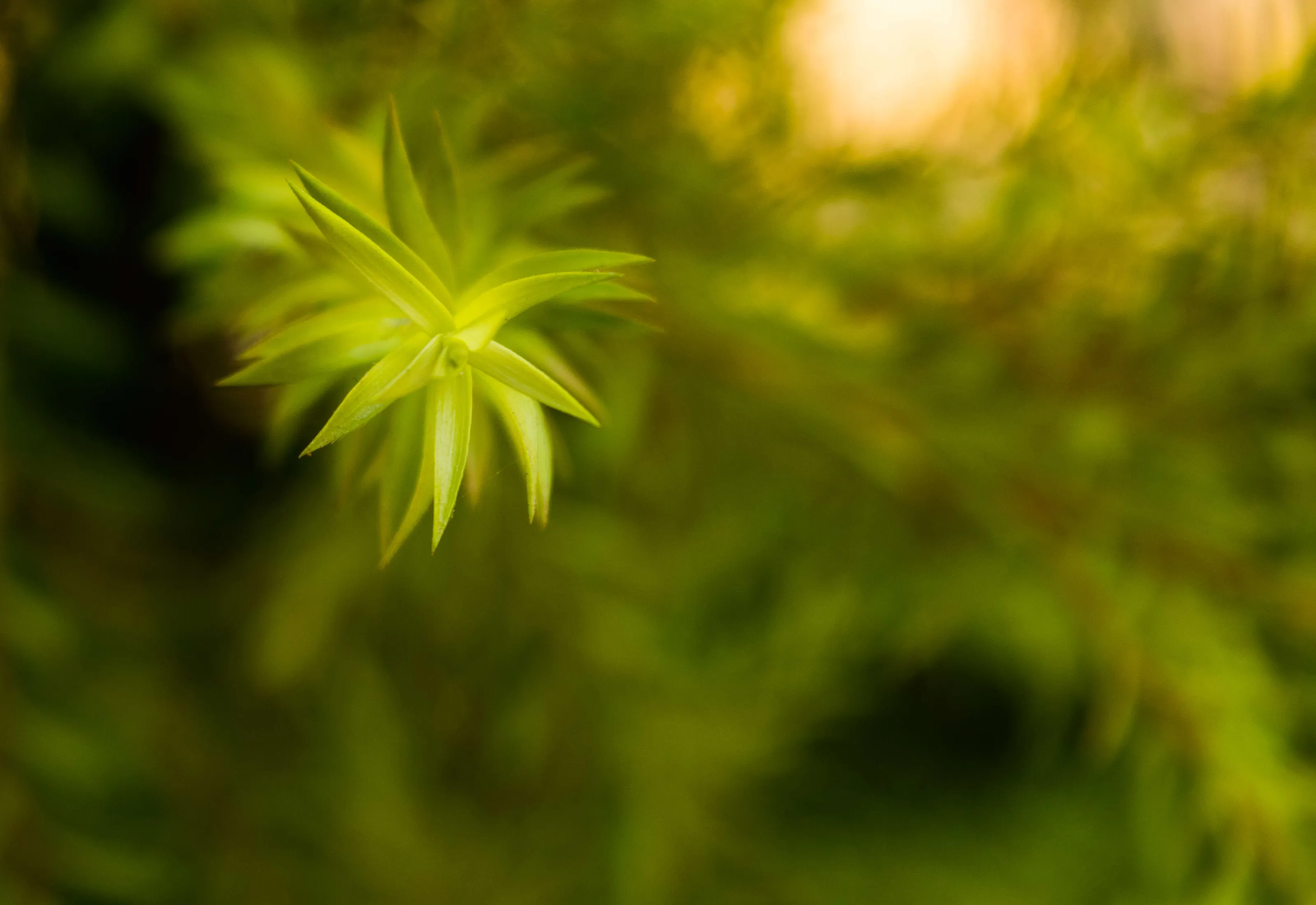 Pointy leaves