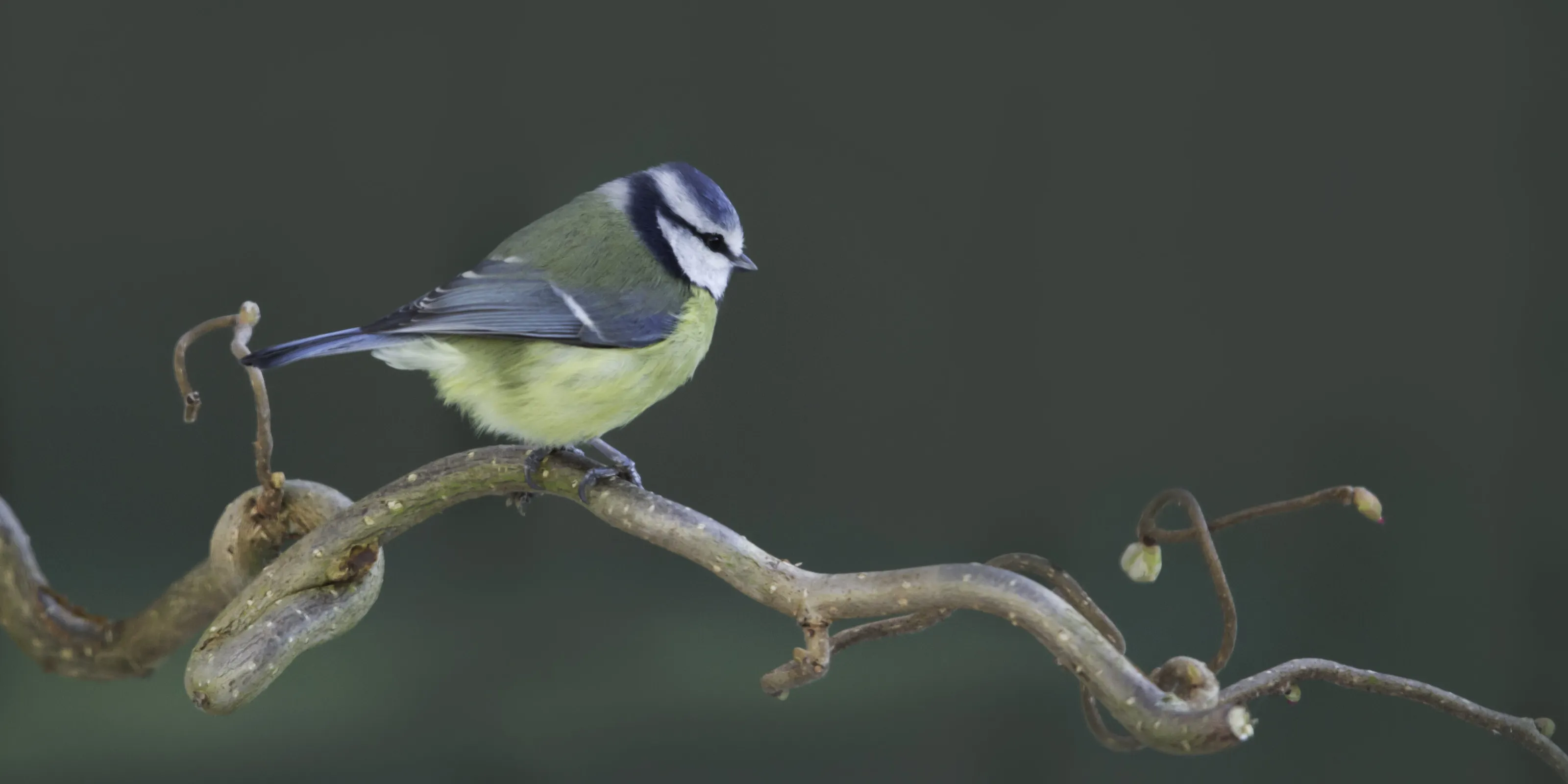 Blue Tit