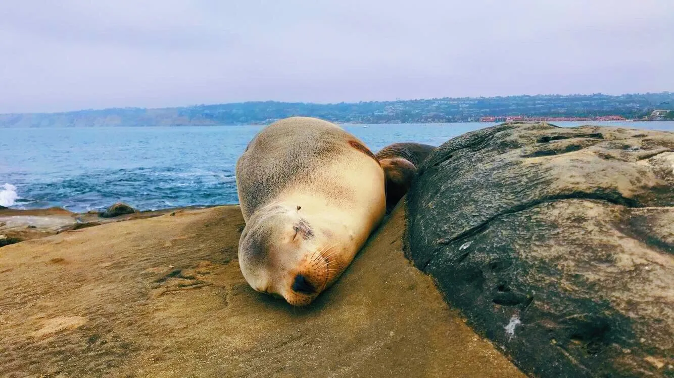 Happy seal