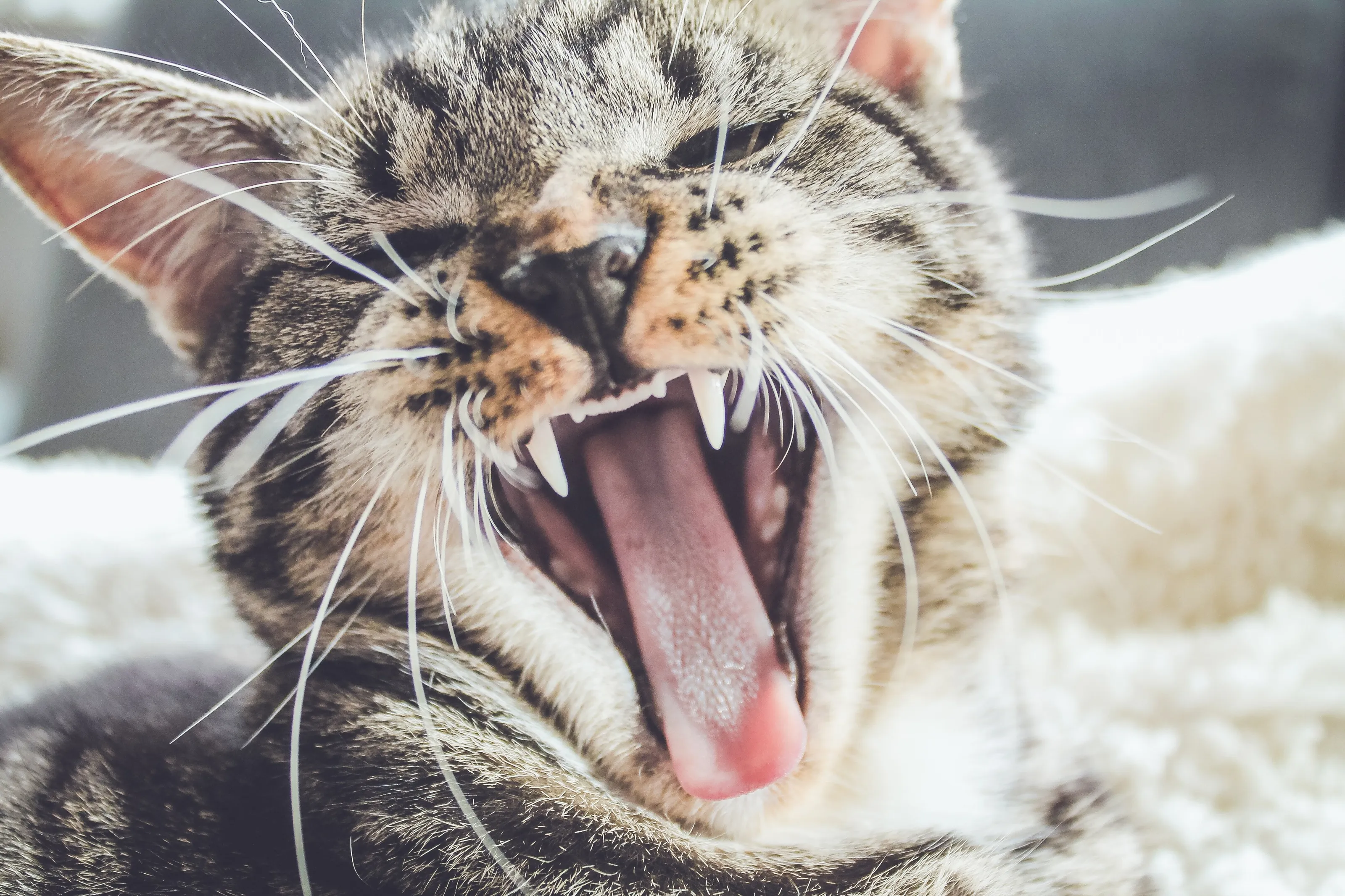 A cat, yawning whilst waking up from a deep sleep