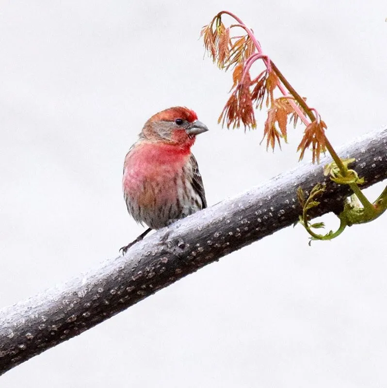 bird in the spring