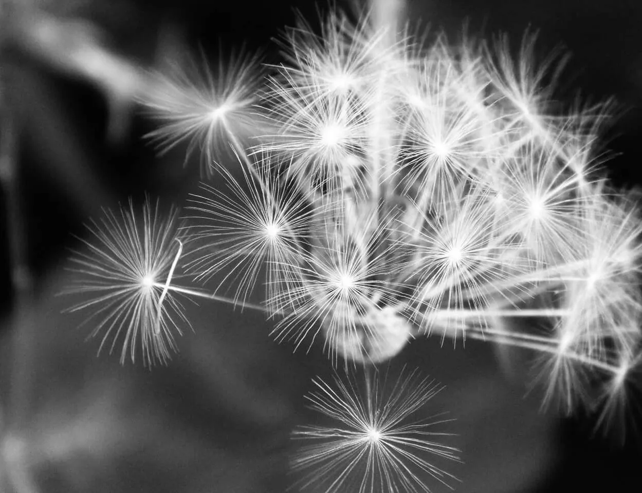 Dandelion