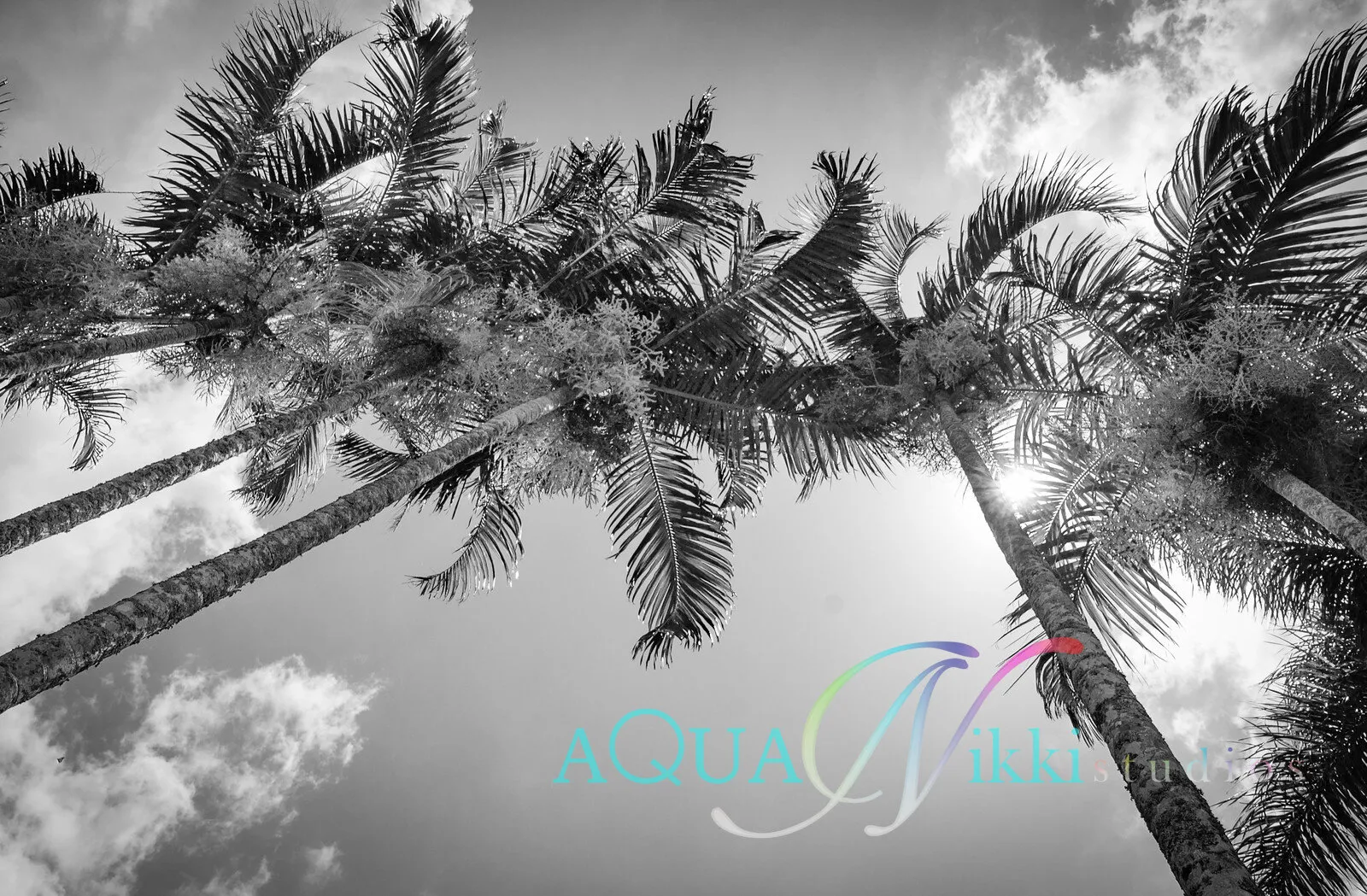 Coconut Trees