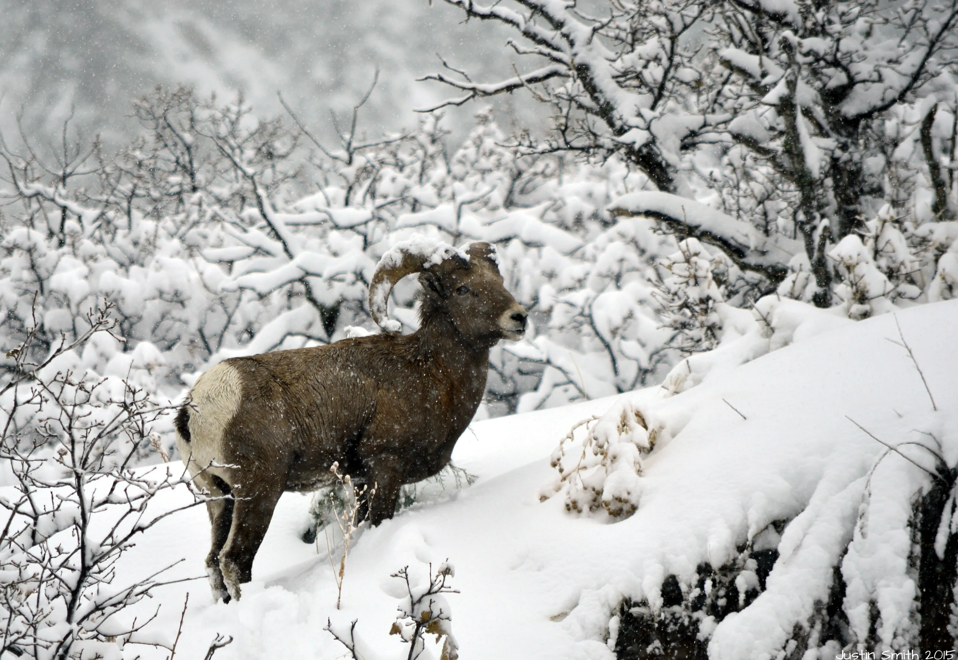 Snowy Bighorn