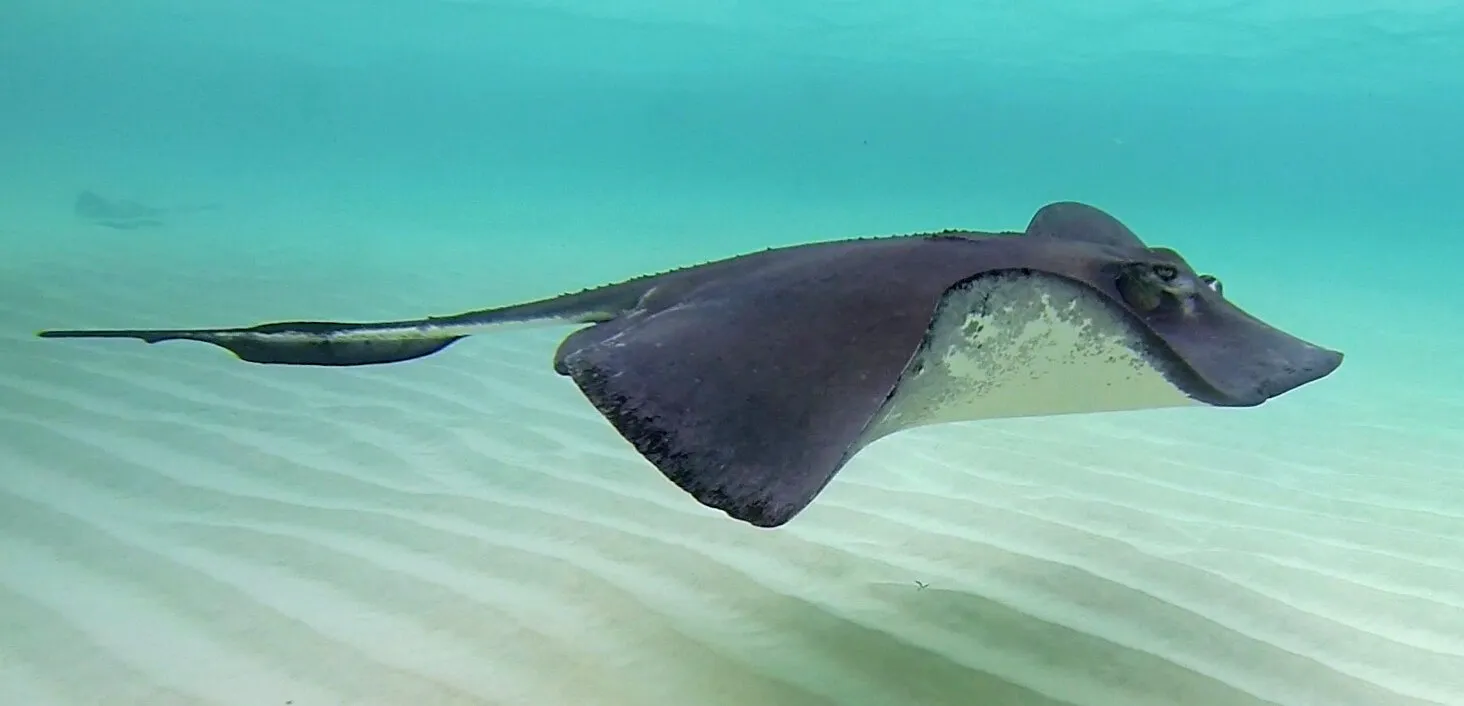 My Mate Ray